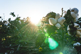 Sunlight shines through a cotton field at sunrise.