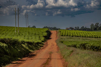 Dirt road through green fields under cloudy sky