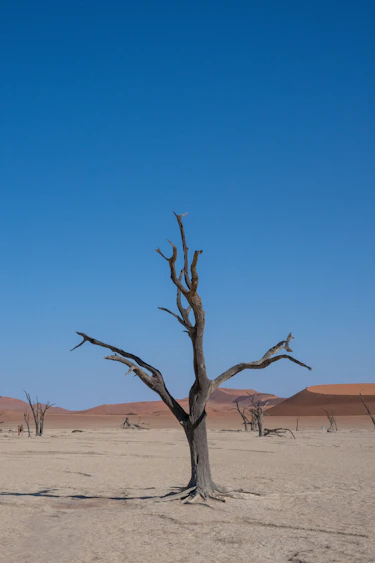 Ancient camel thorn trees in Deadvlei surrounded by red sand dunes in Namibia