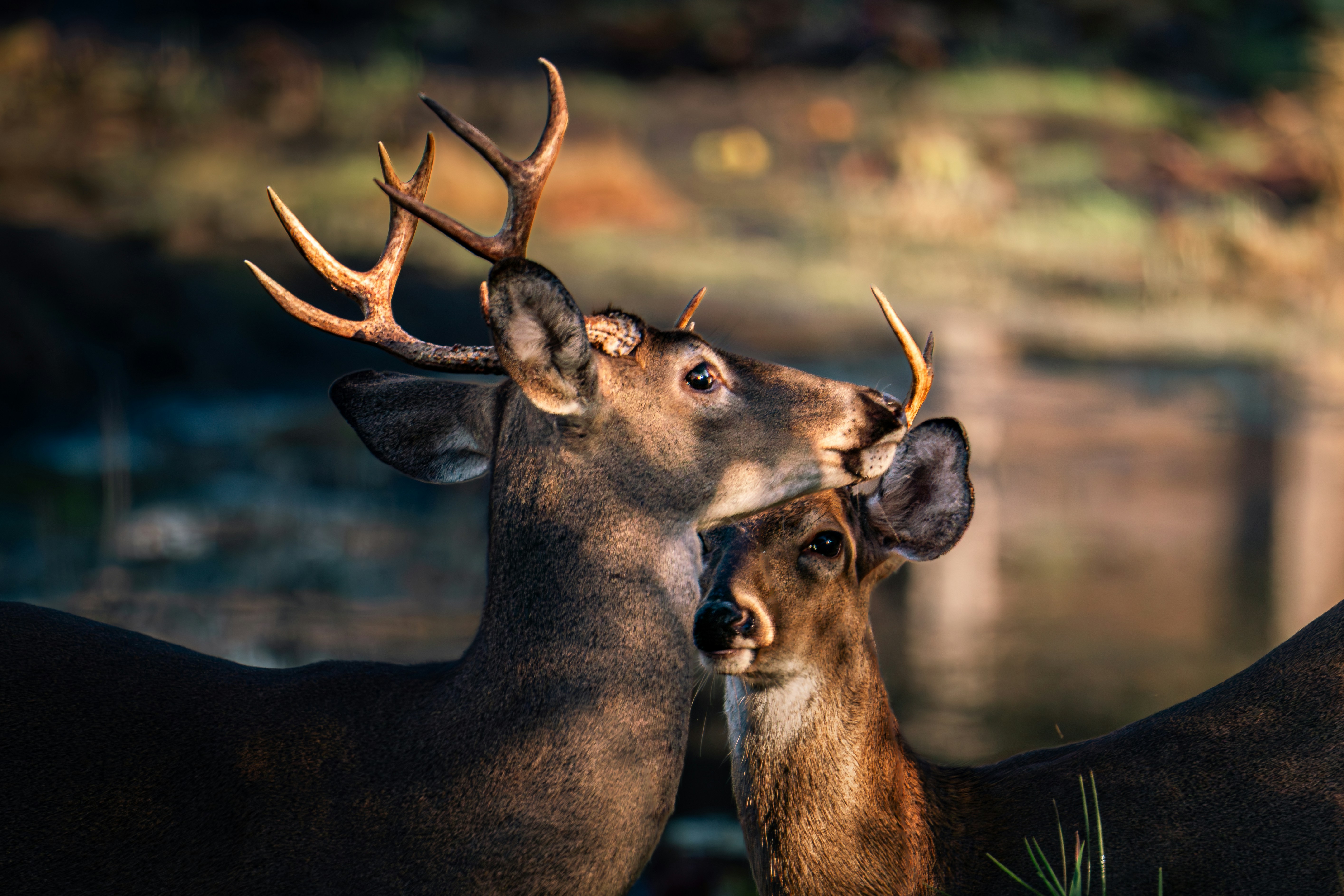 Two deer stand close together in a natural setting.