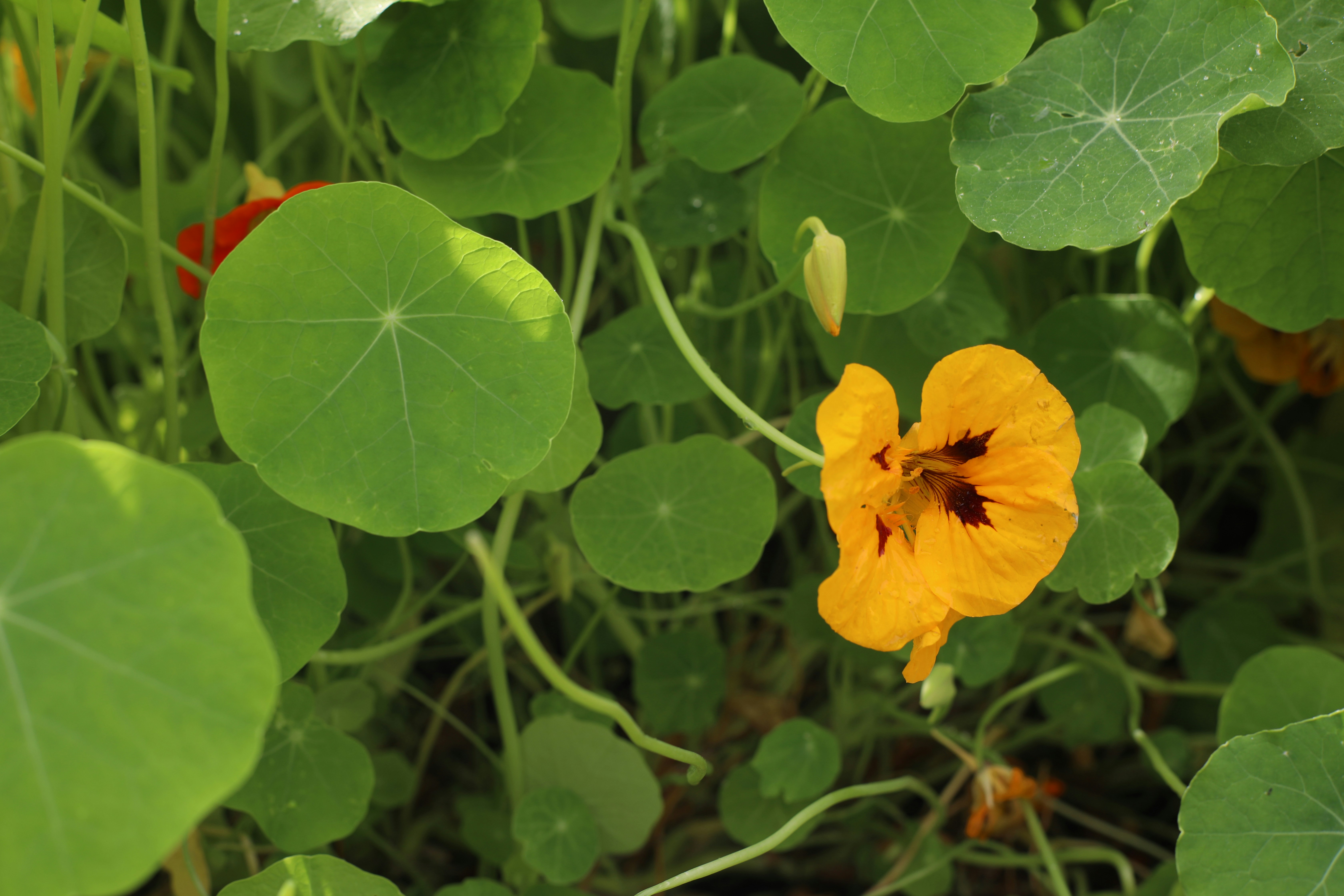 A single orange nasturtium flower blooms amidst green leaves.