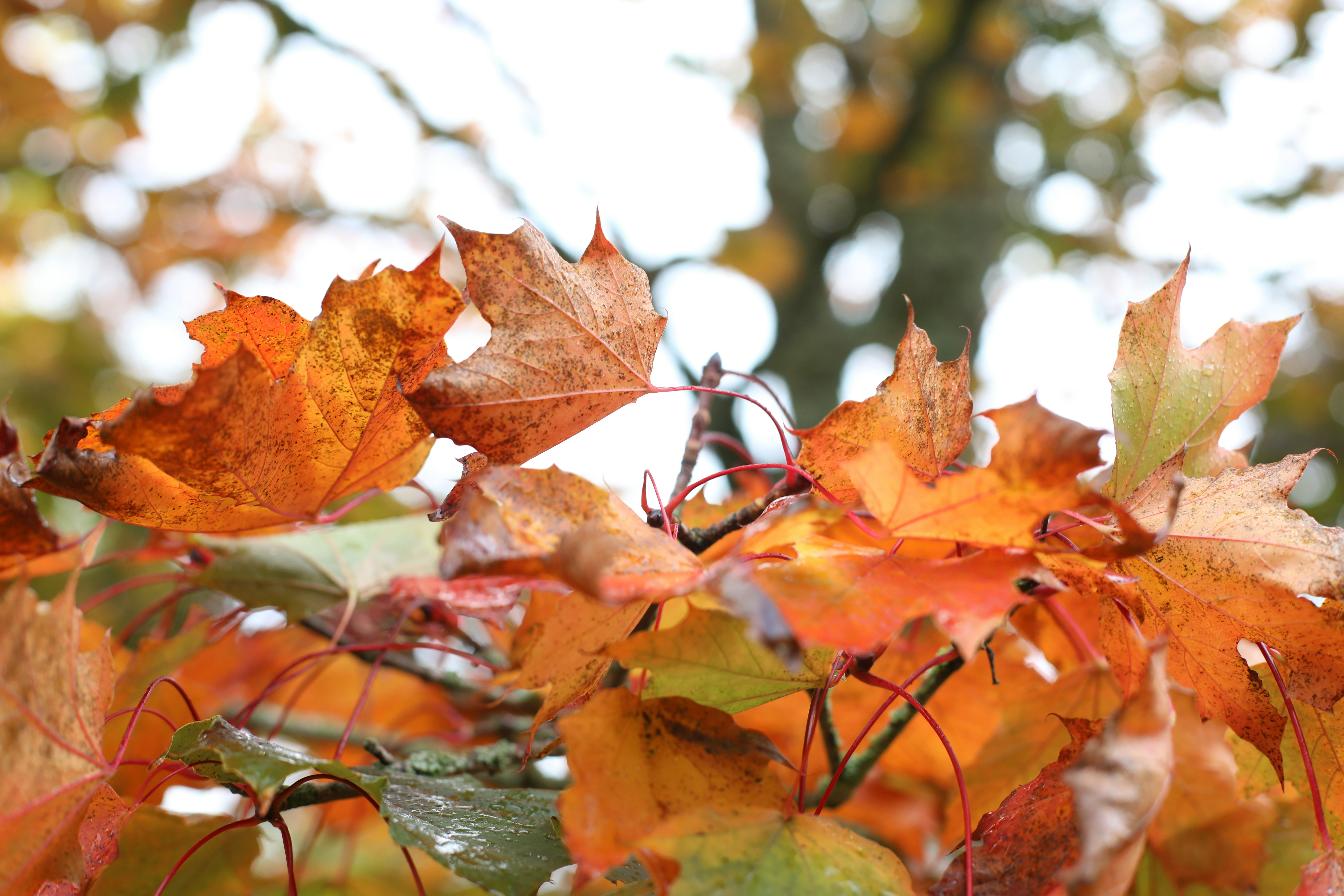 Autumn leaves in shades of orange and brown