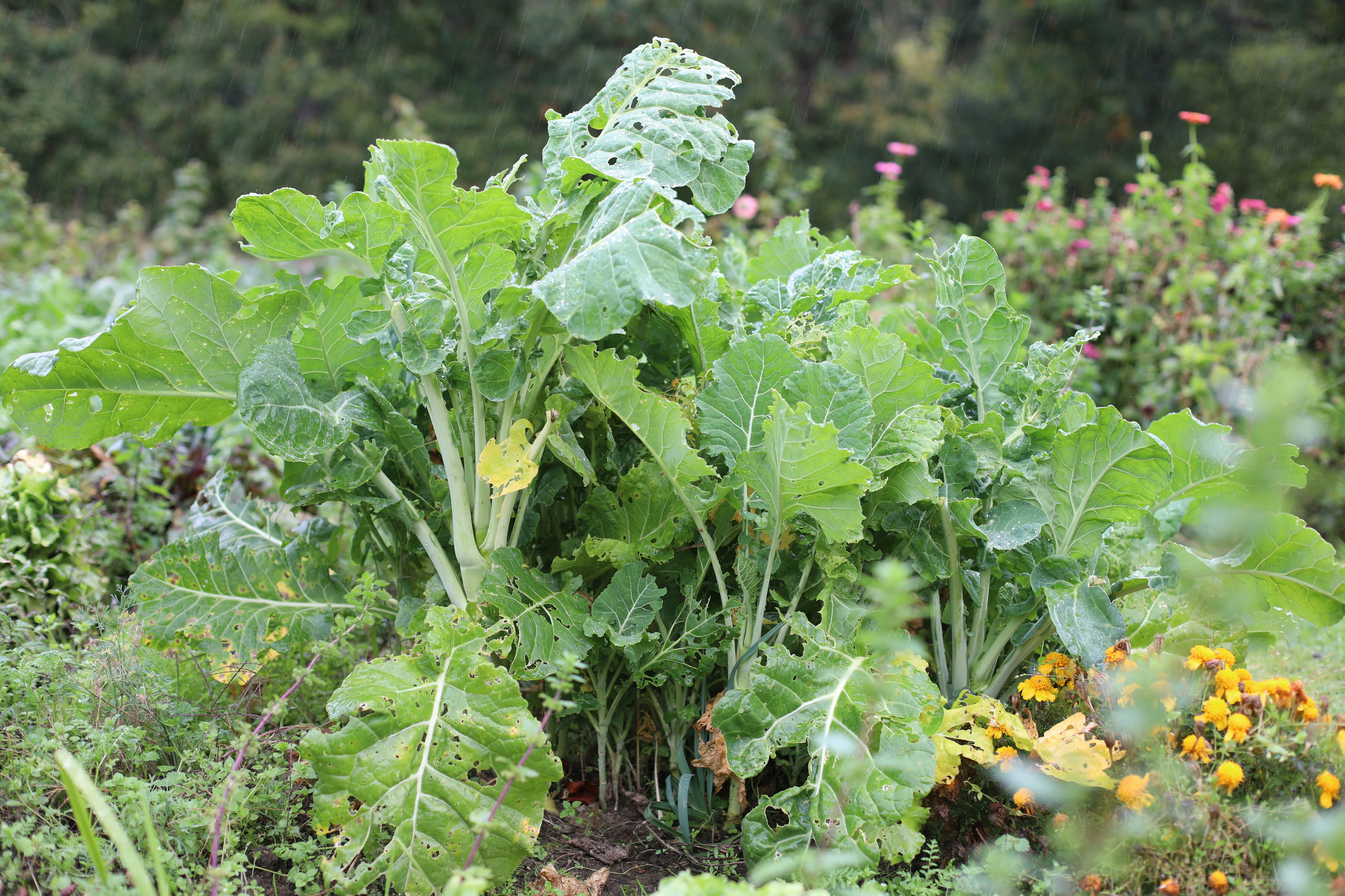 Lush green plants growing in a garden setting.