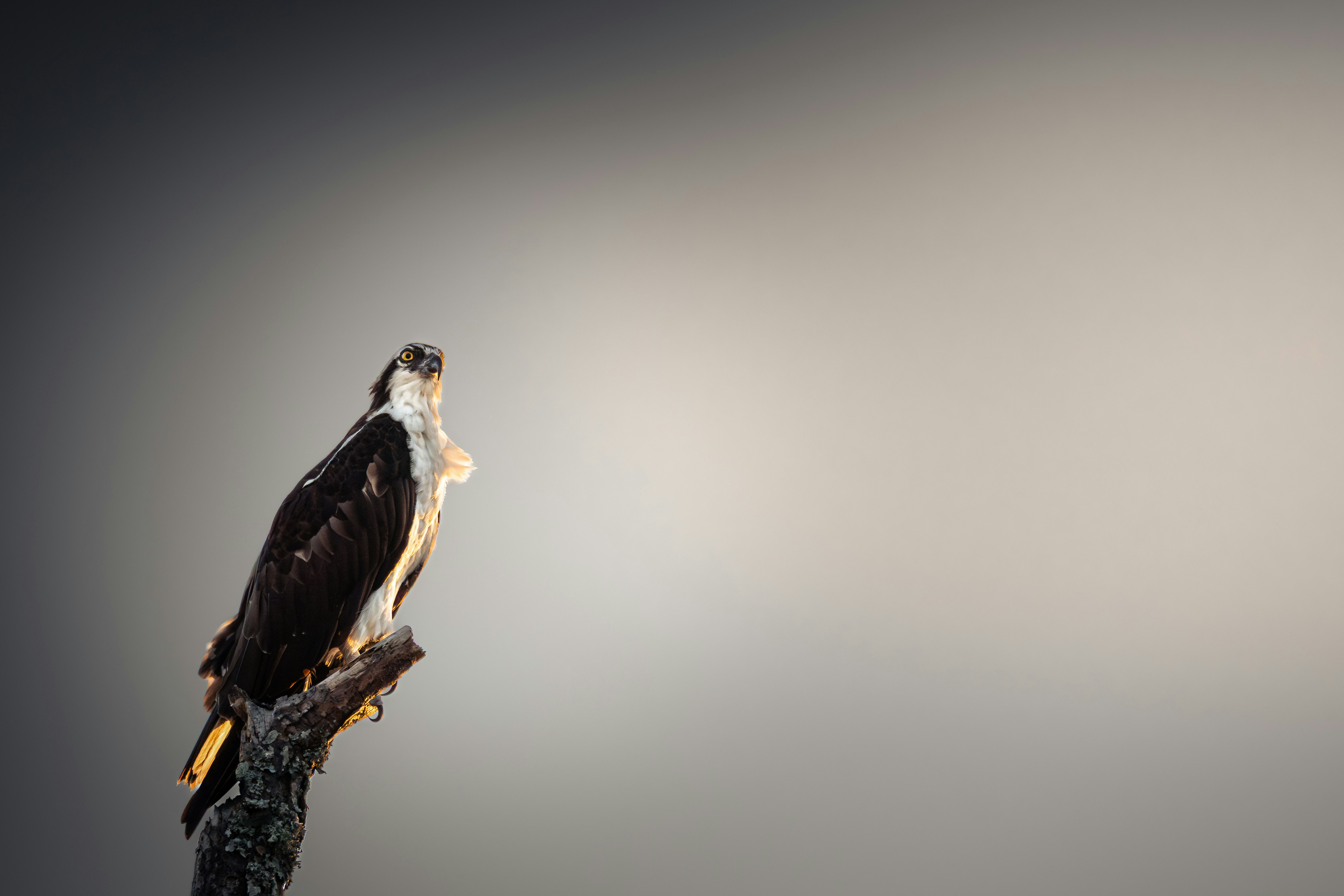 wilderness survival wallpaper, wallpaper, Wilderness Gear Repair: A Practical Guide 3