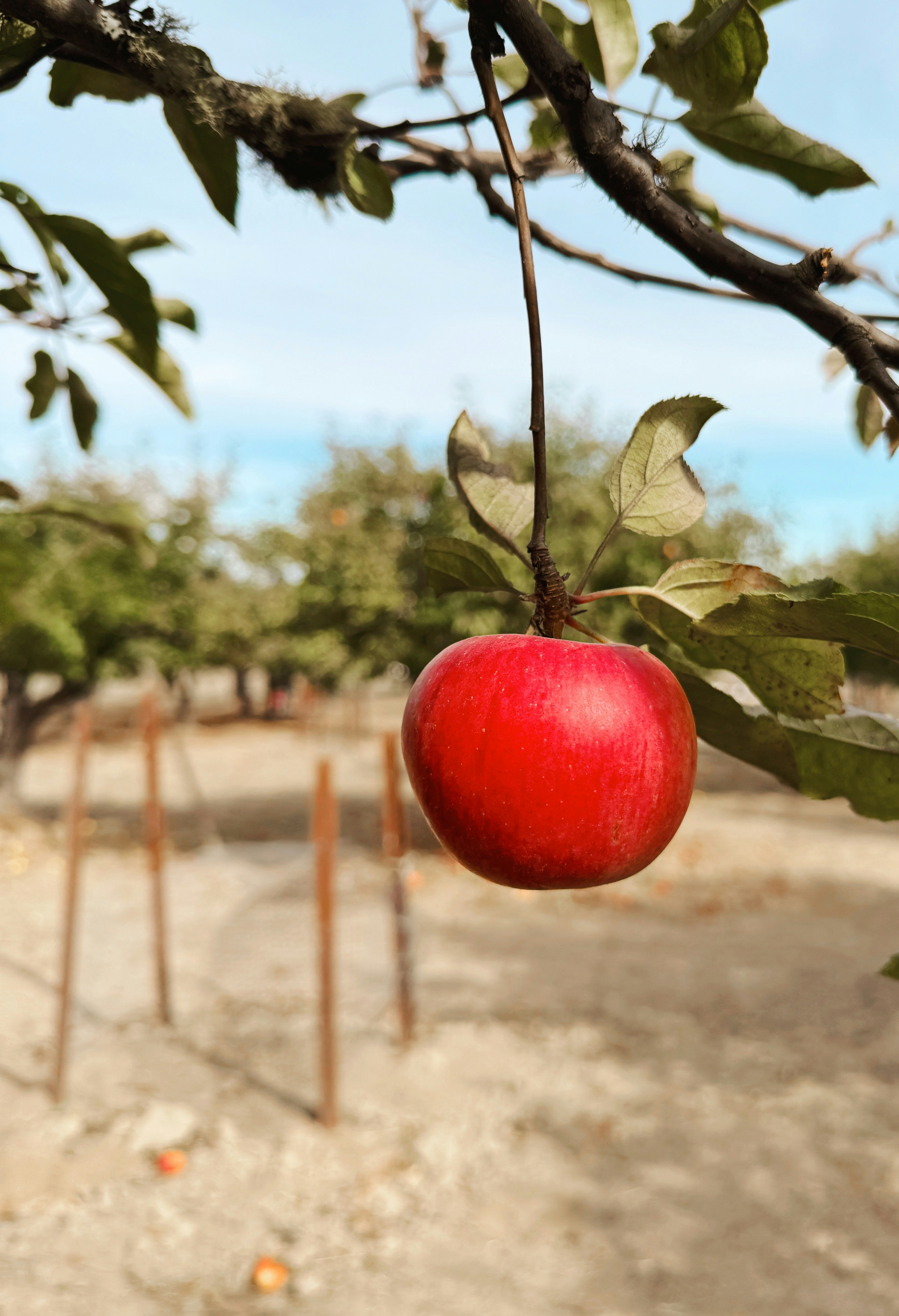 Uma única maçã vermelha está pendurada em um galho de árvore.