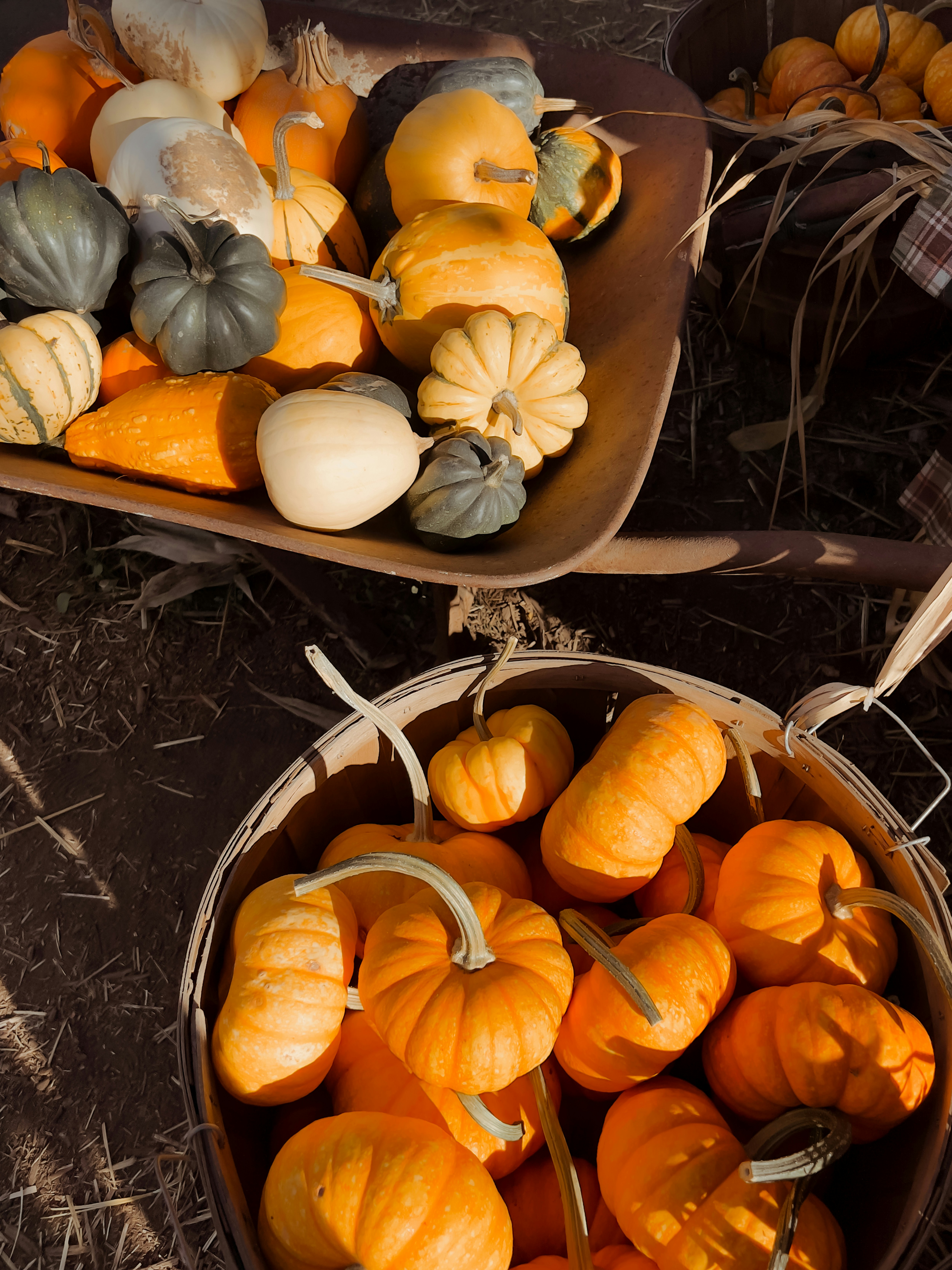 Basket and wheelbarrow filled with pumpkins and gourds