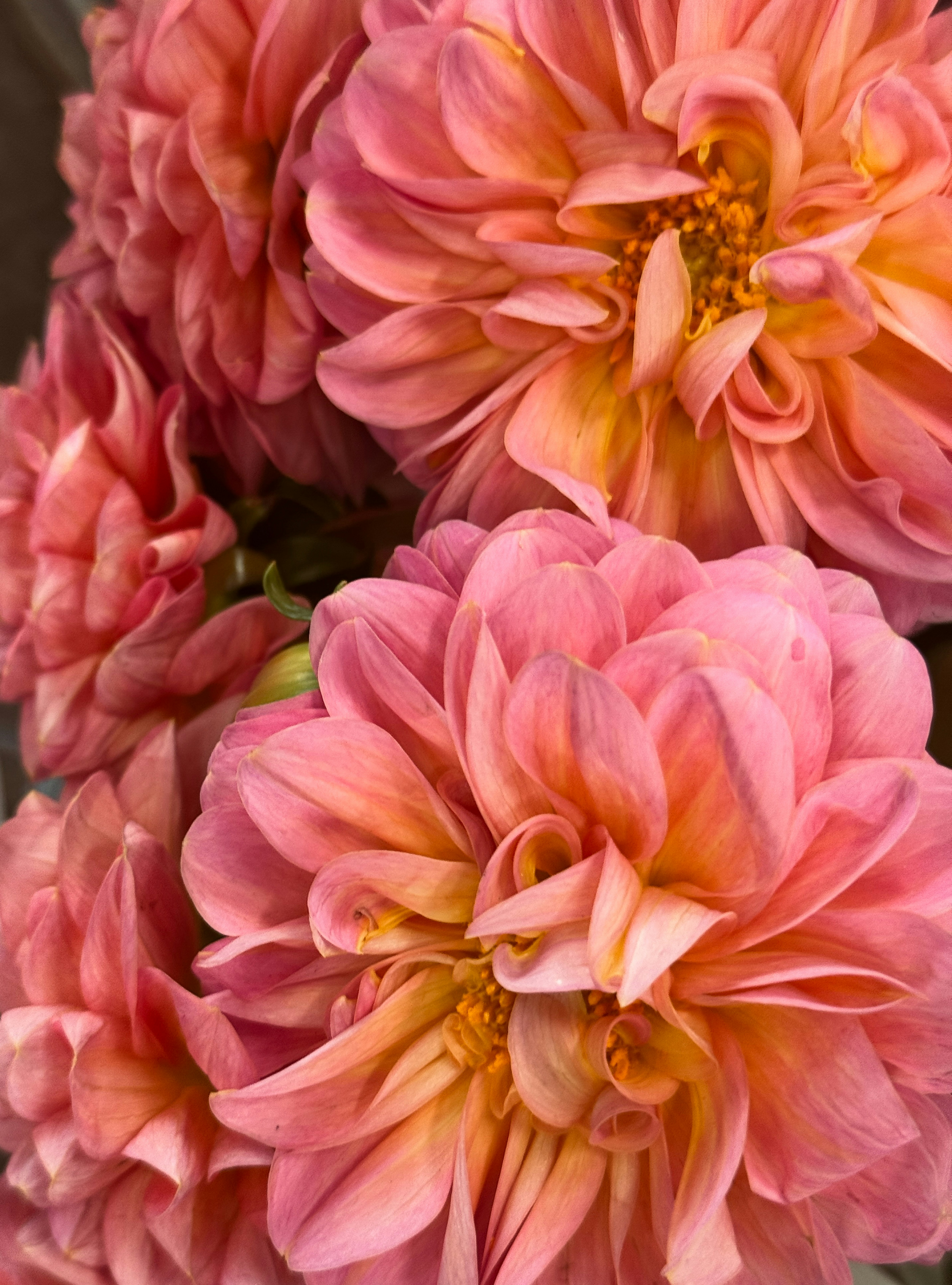 Close-up de belas dálias rosa e laranja.