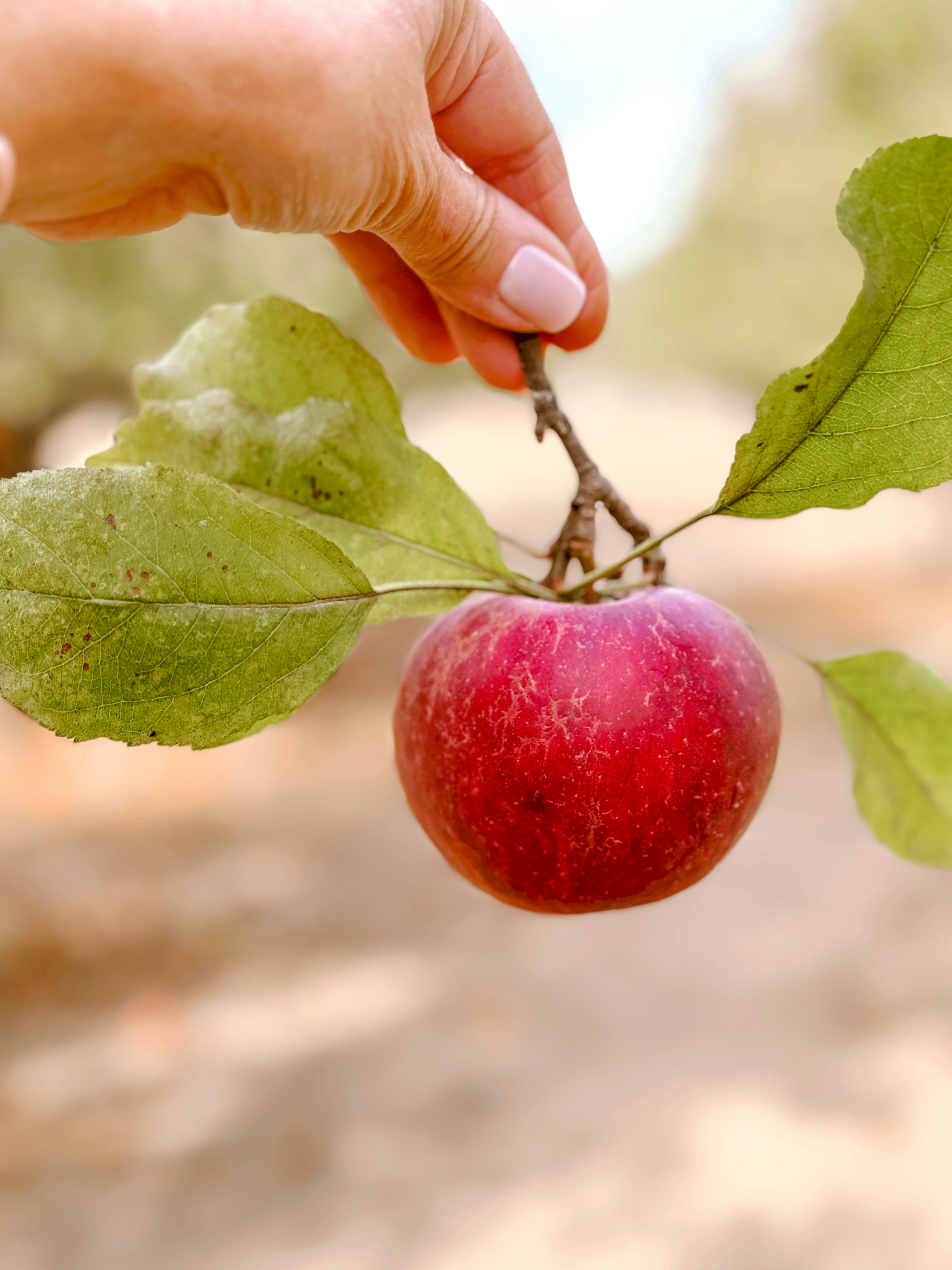 Hand picking a ripe red apple from a branch.