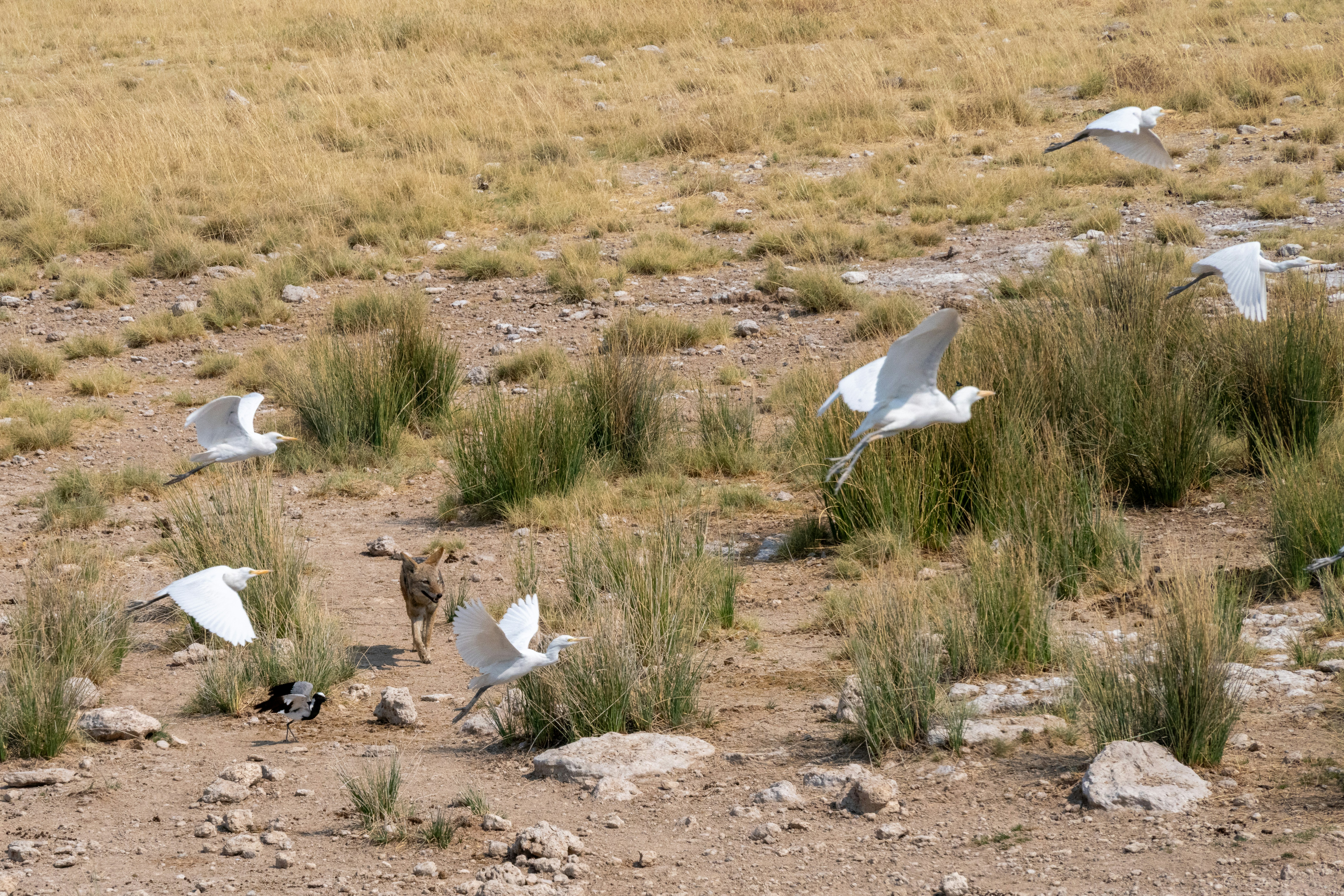 Several white birds flying in a dry grassy field.