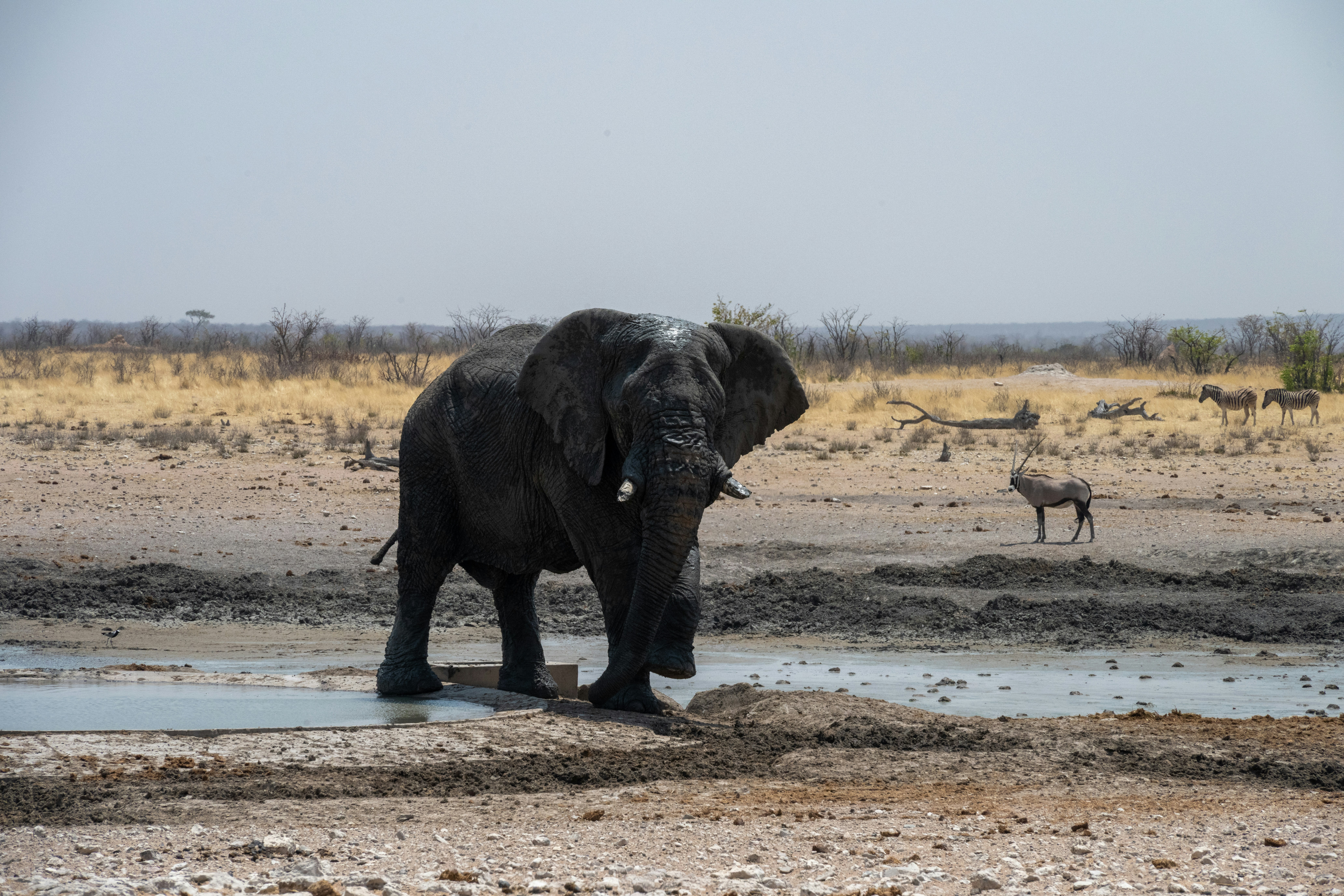Tragický konec milionáře lovce: Sloni v Africe ukončili jeho život