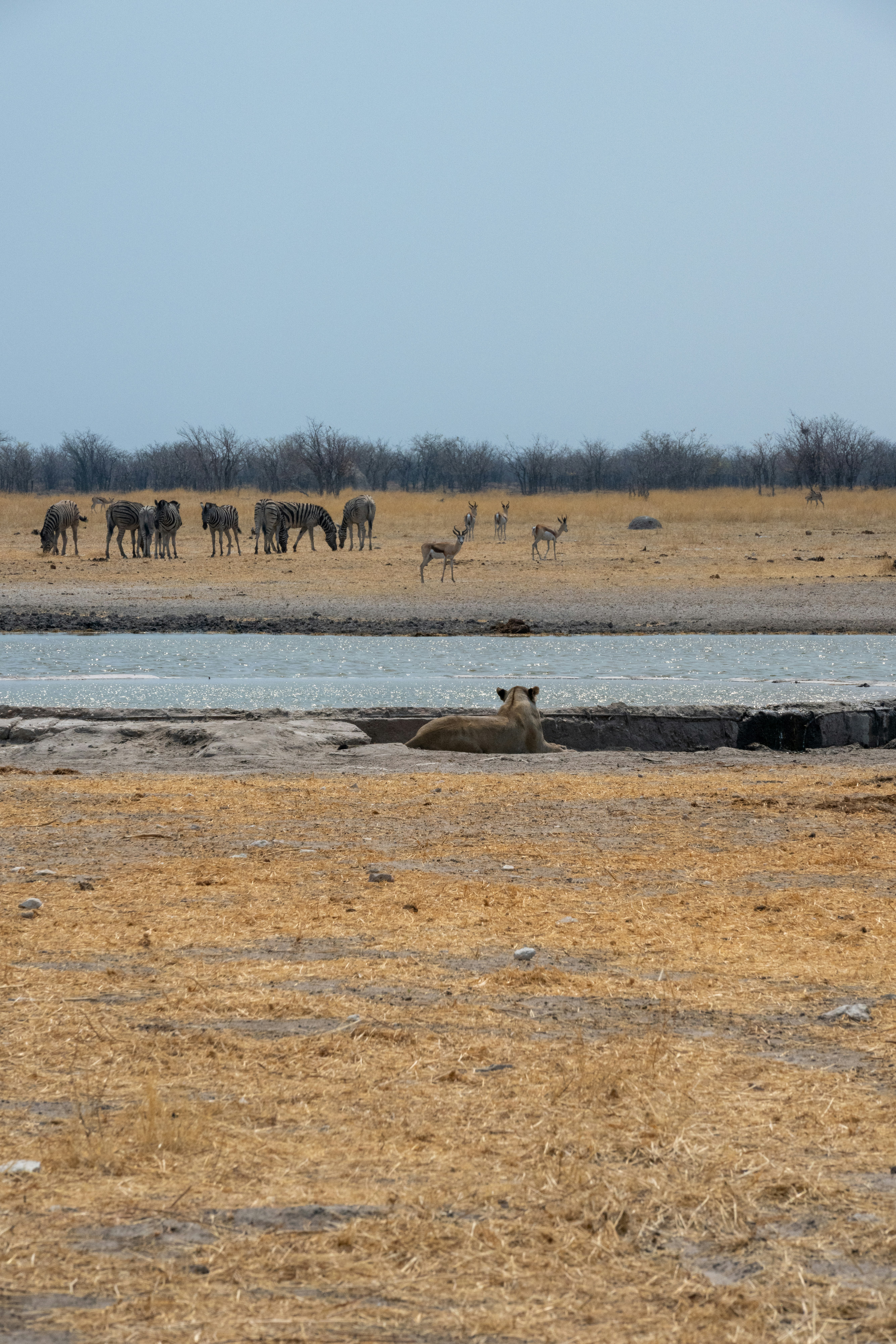 Lion rests by waterhole with zebras and antelopes