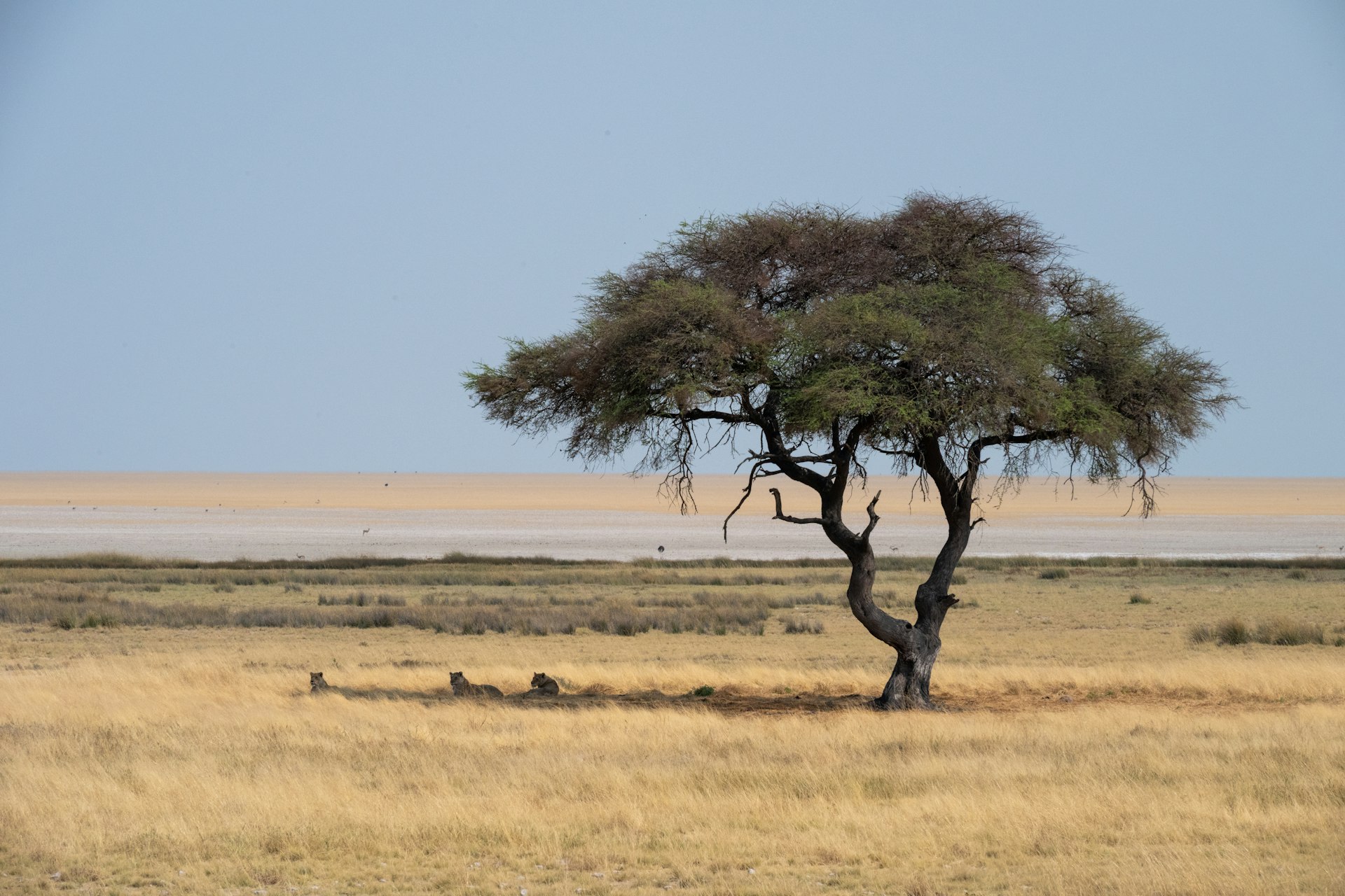 Namibia Highlights