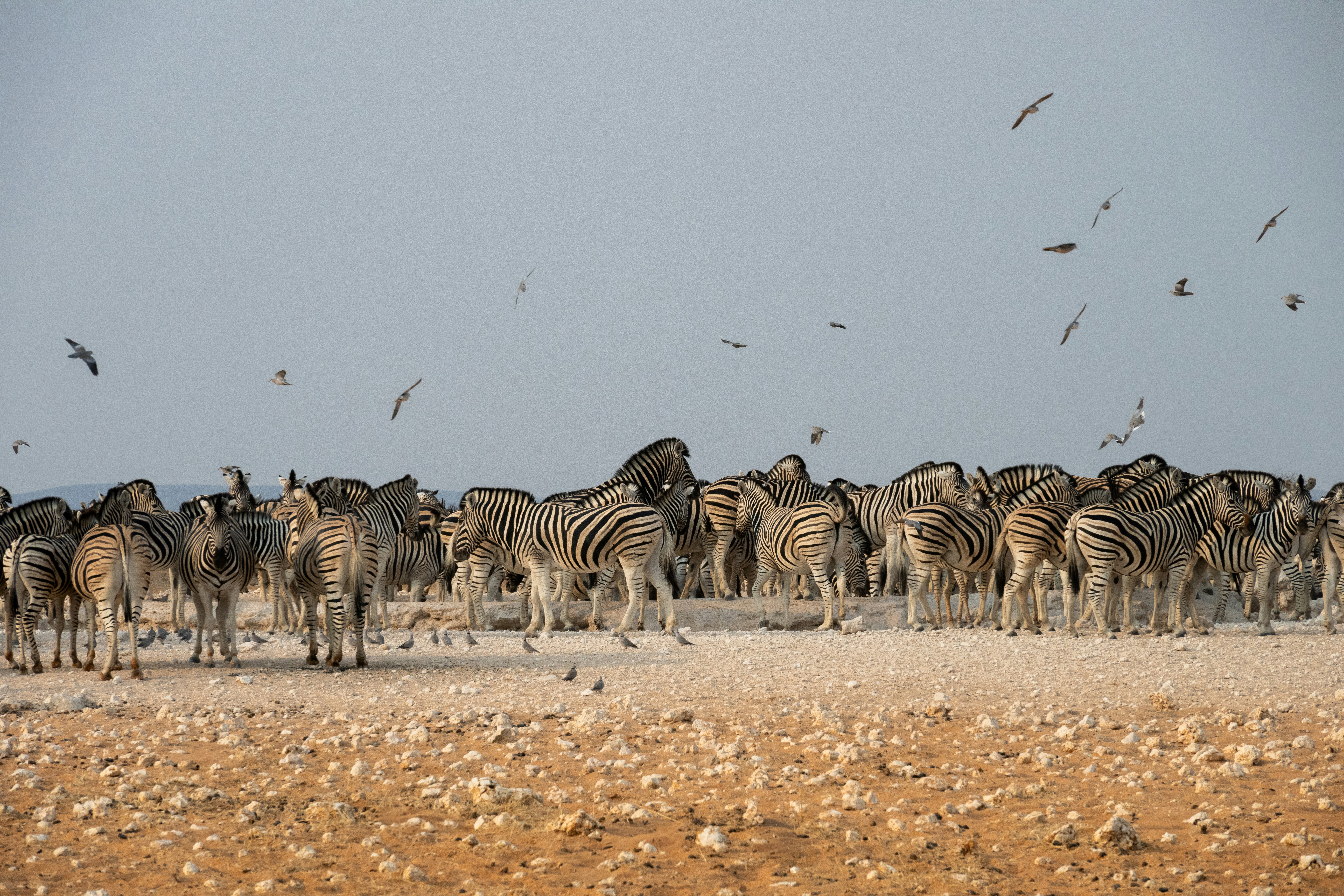 A large herd of zebras gathers near a watering hole.