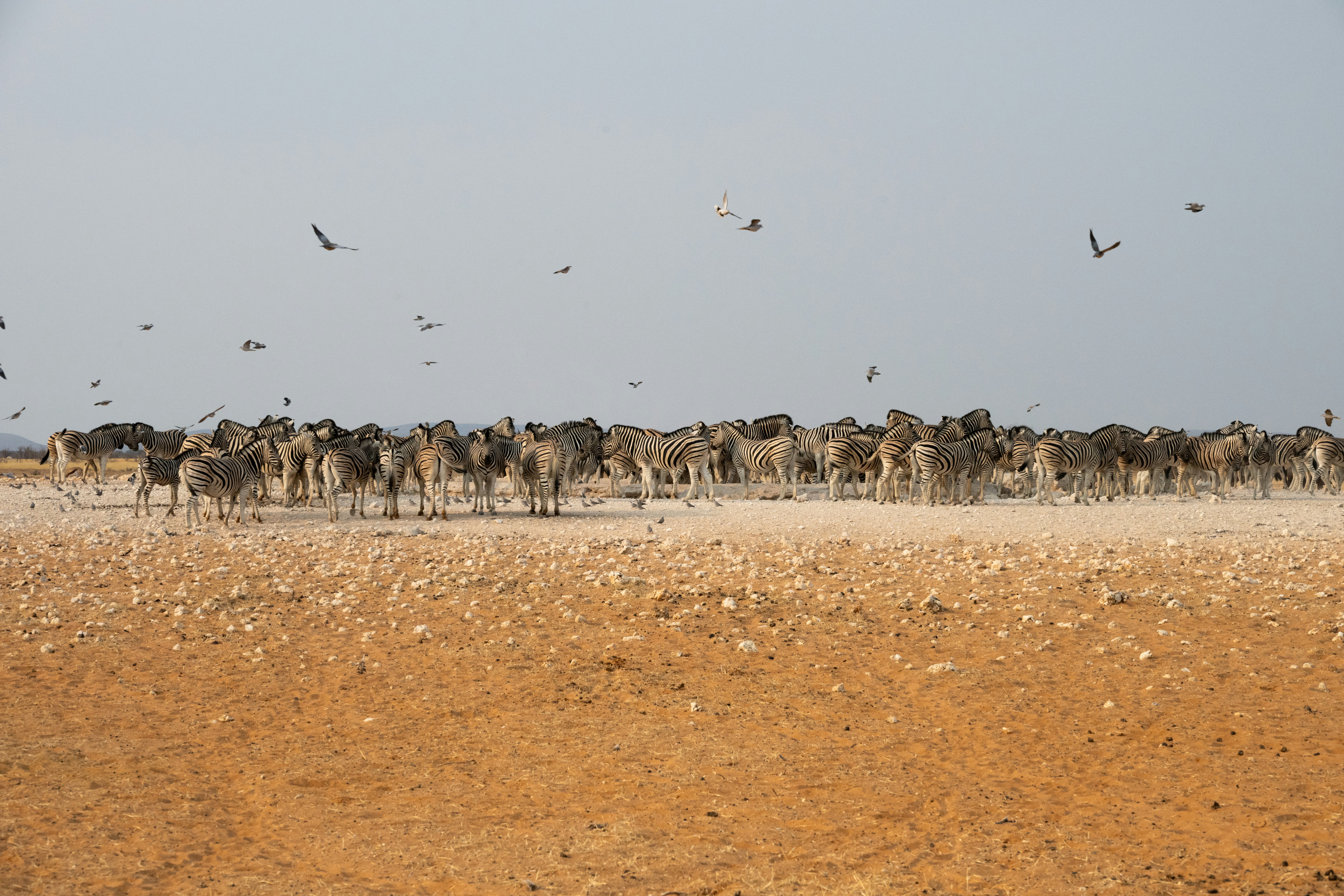 A herd of zebras stands on a dry, dusty plain.