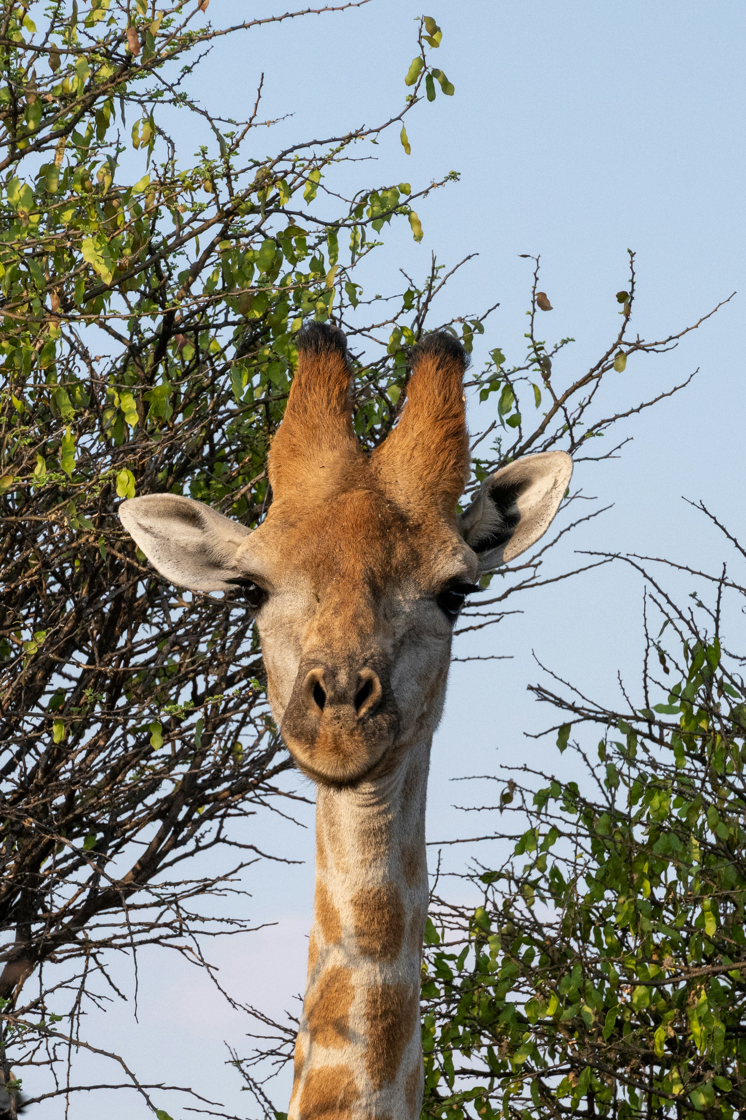 A giraffe's head peeks through green leaves.