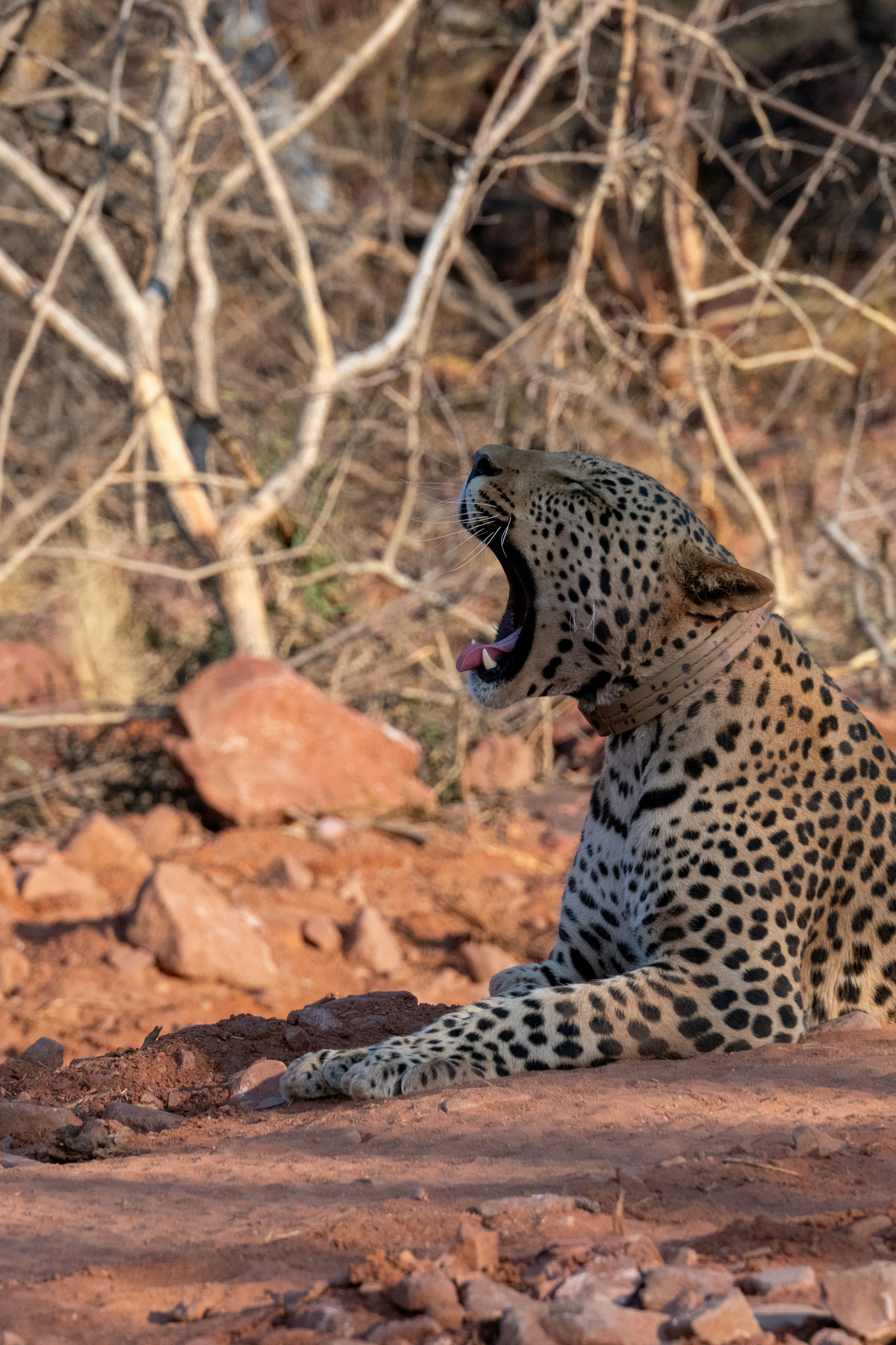 A leopard yawns widely in a dry, rocky landscape.