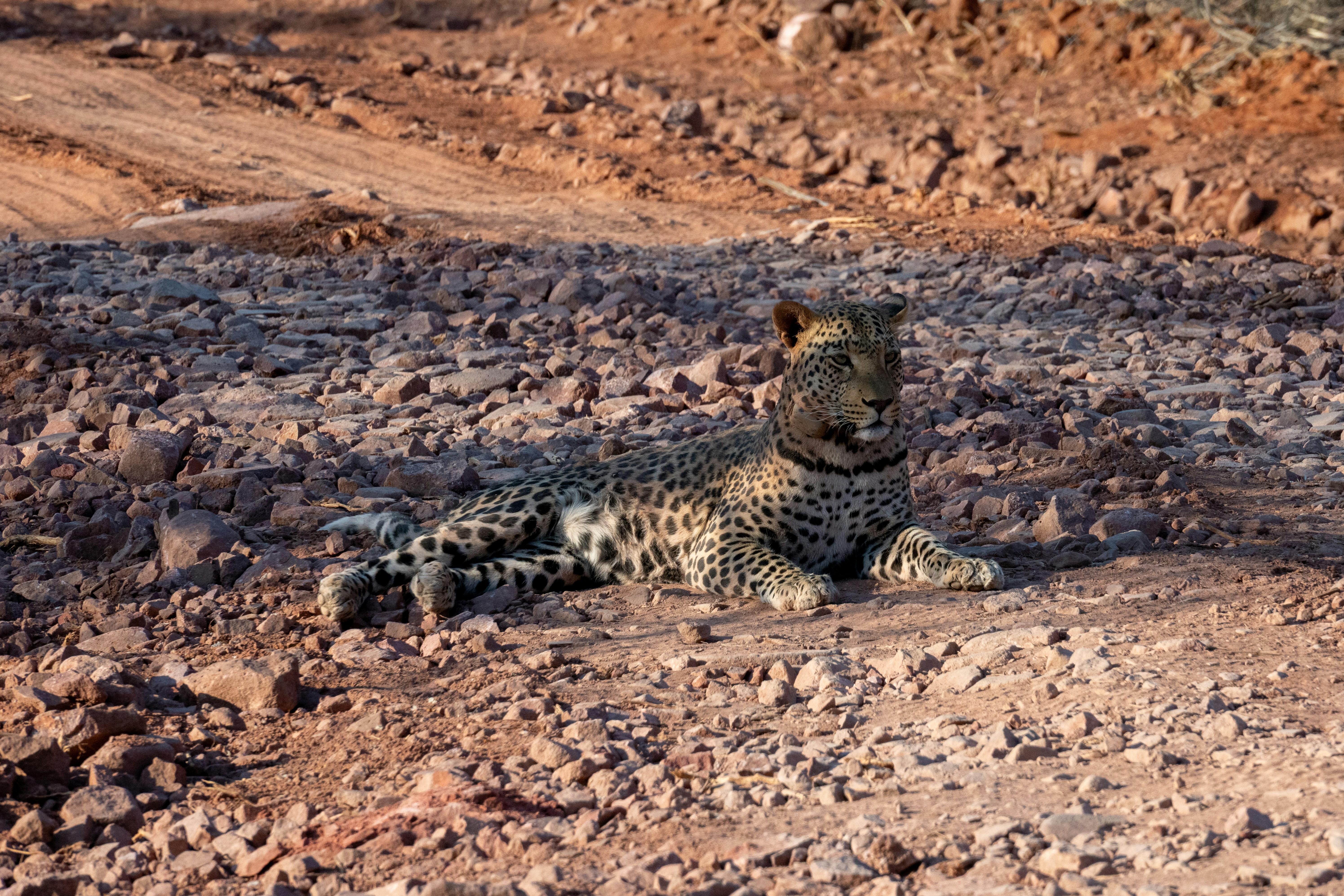A leopard rests on a rocky, dirt path.