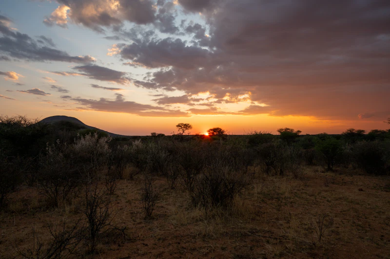 Organiser un safari en Afrique