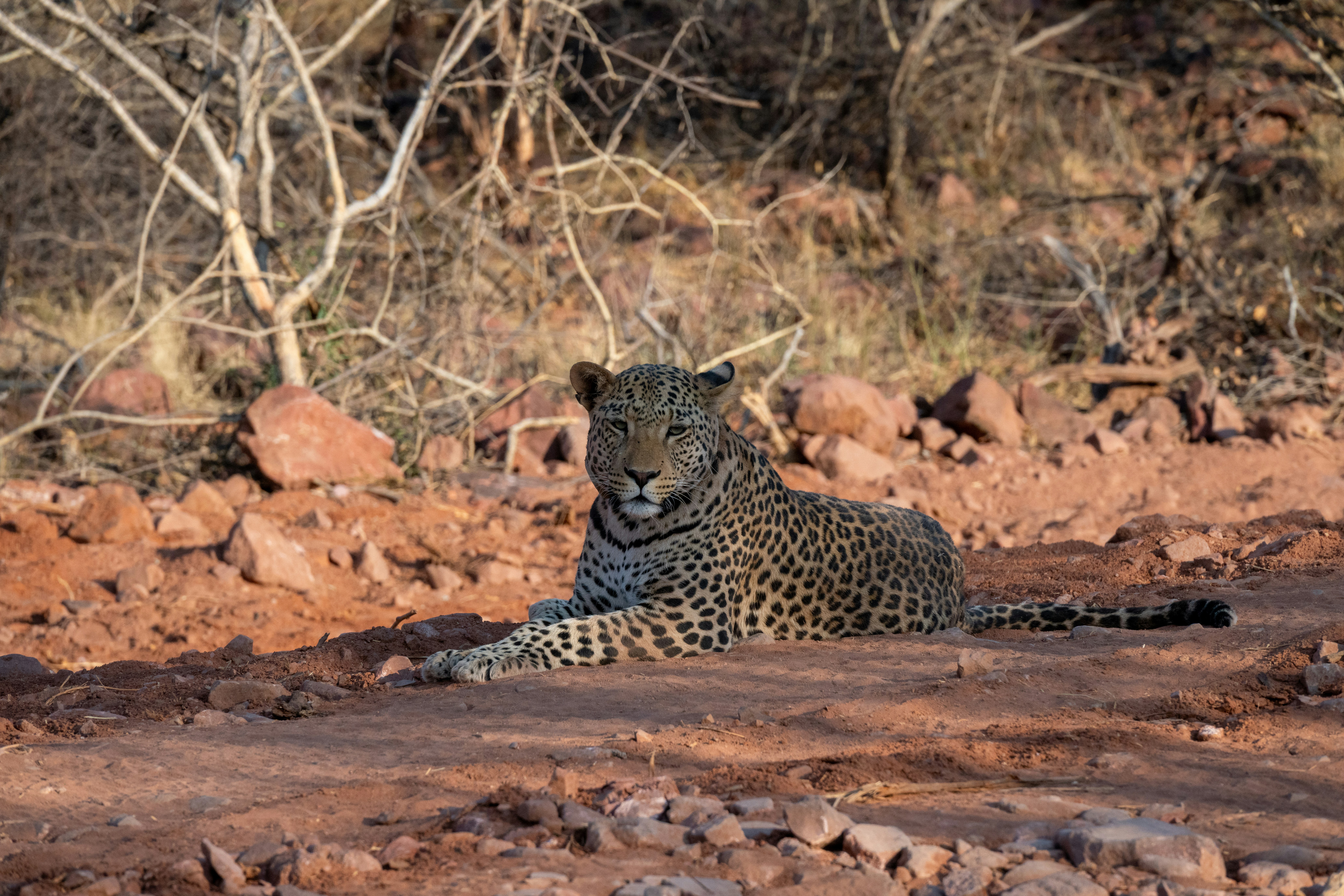 A leopard rests on a dusty path in the savanna.