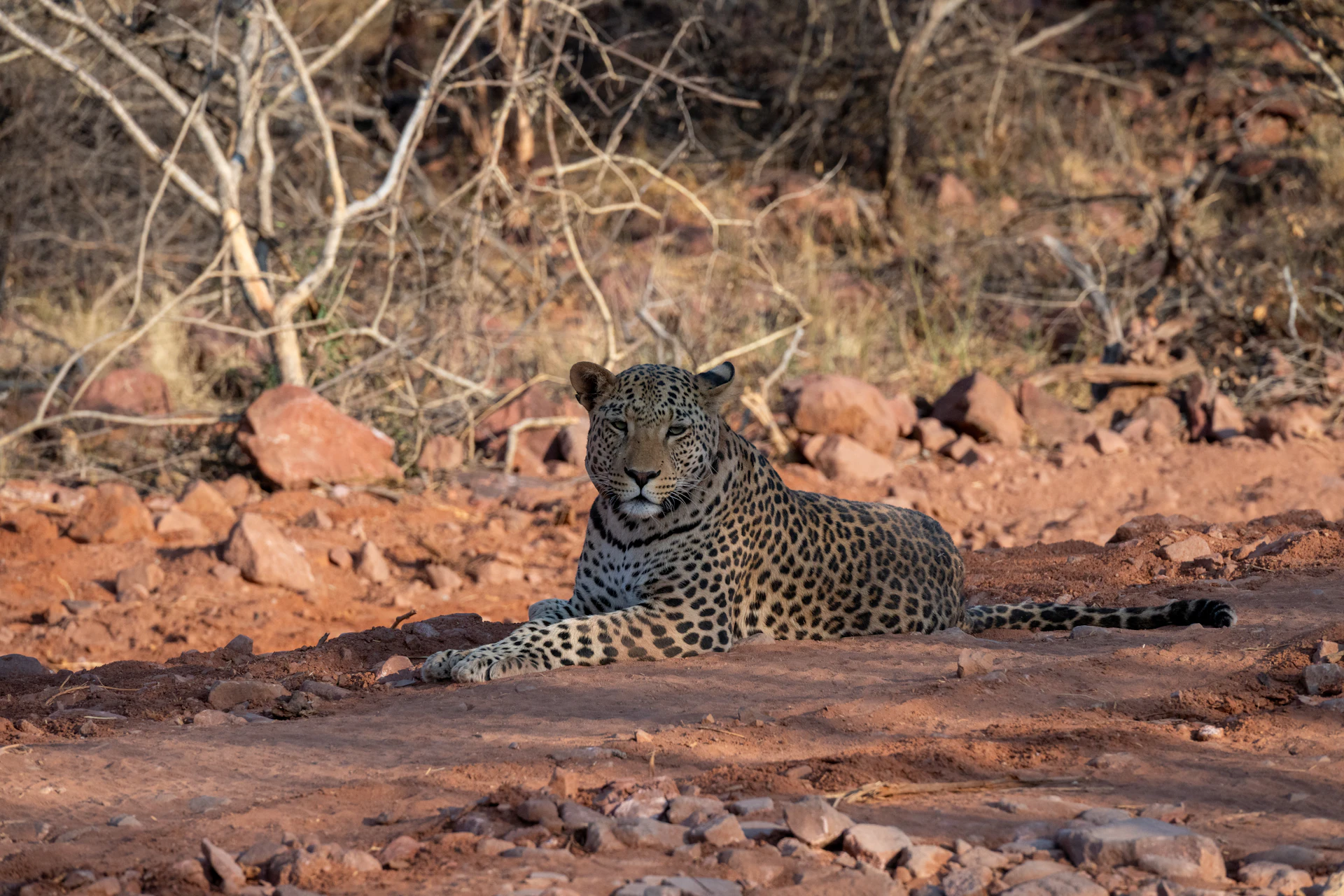 Leopardo nella savana del Kenya