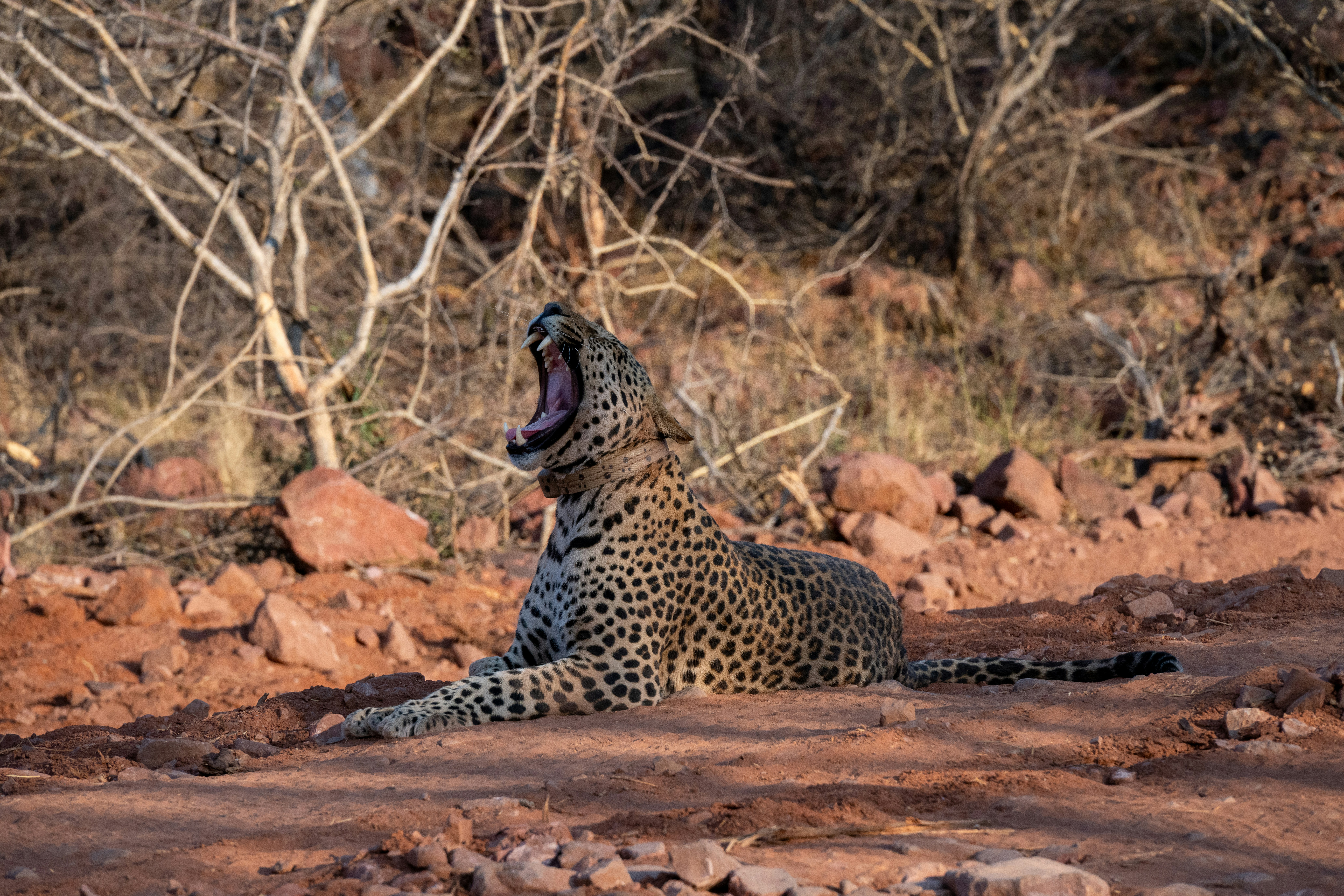 A leopard lies down and yawns in the dry brush.