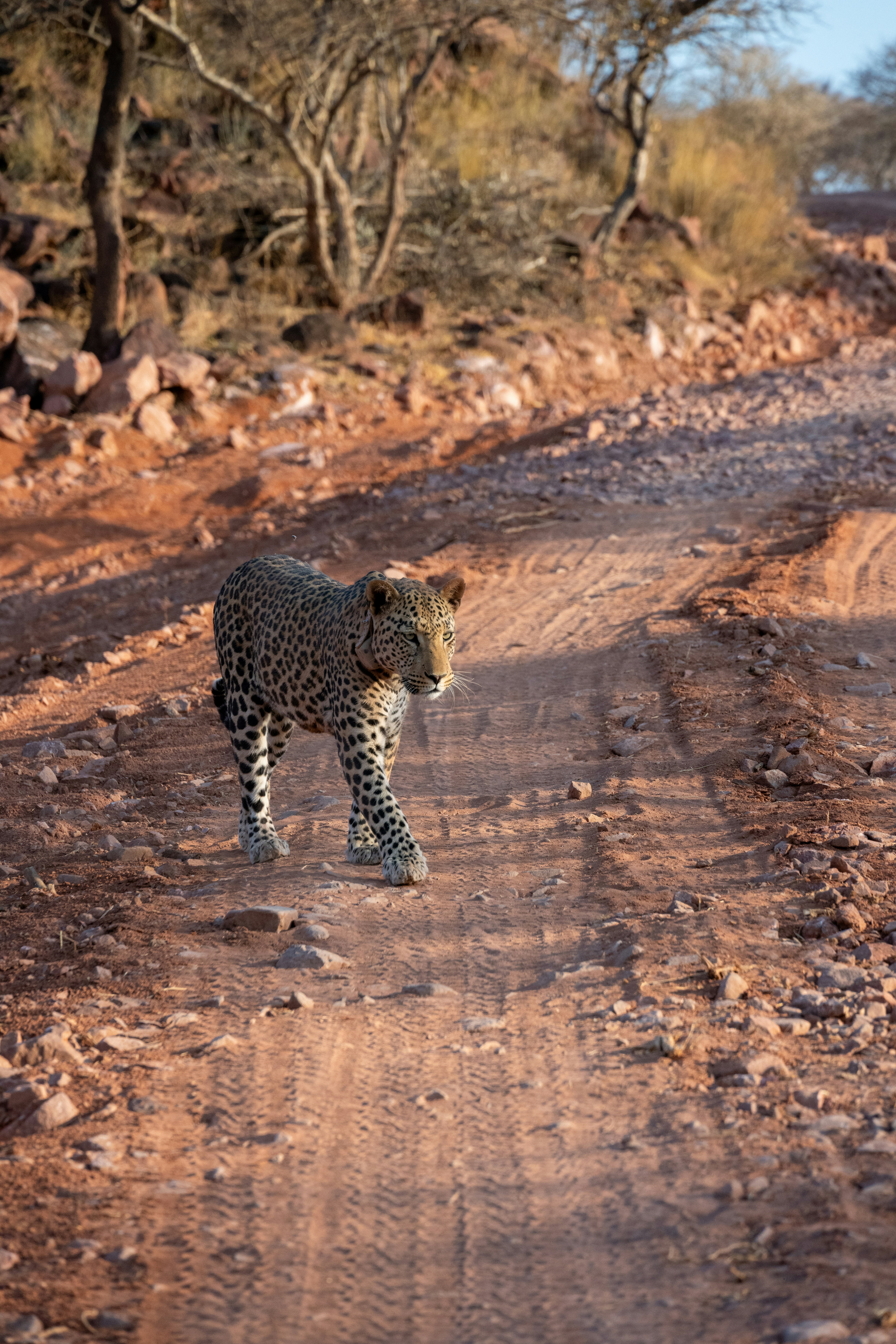 A leopard walks on a dusty dirt road.