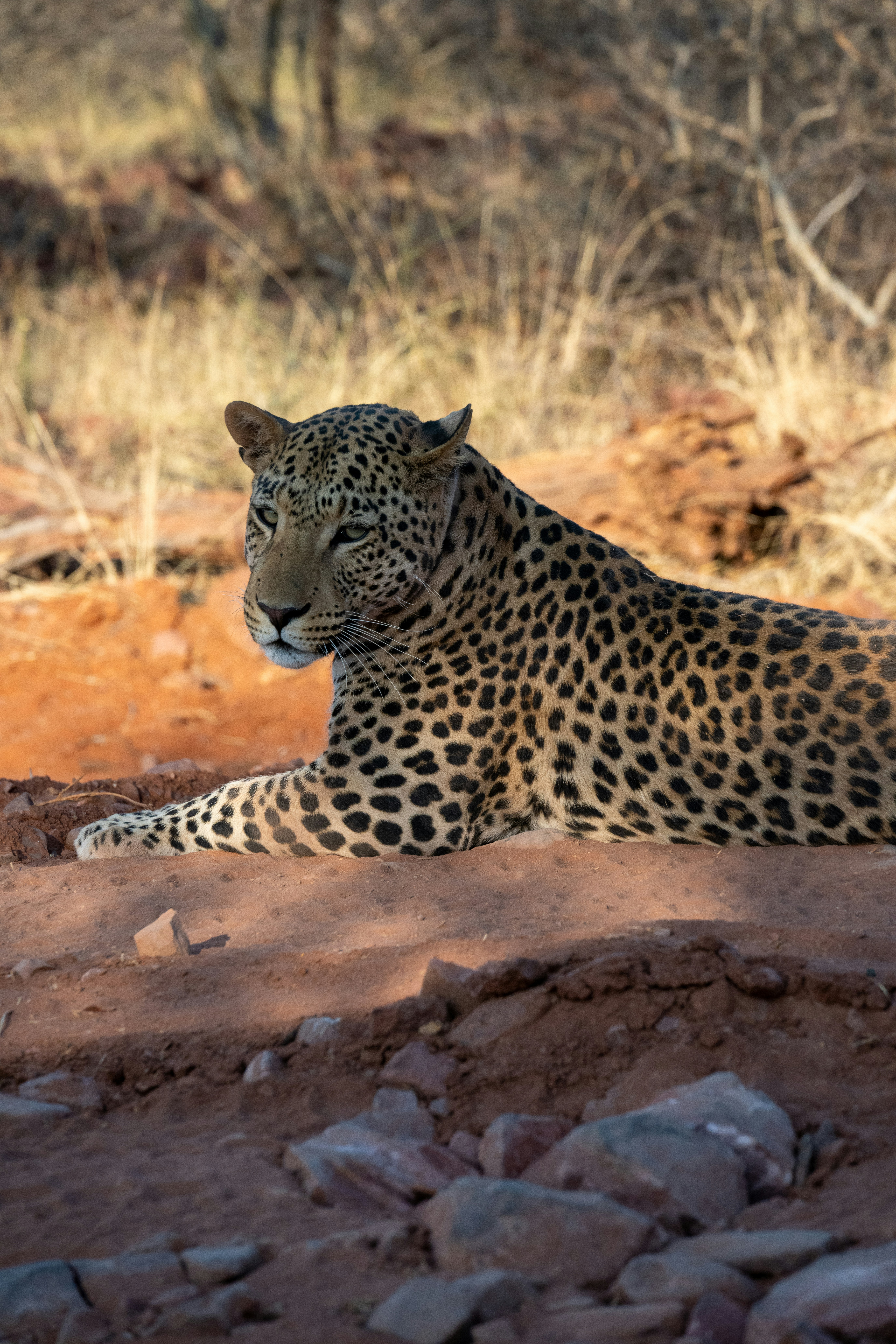 A leopard rests on the dry ground.