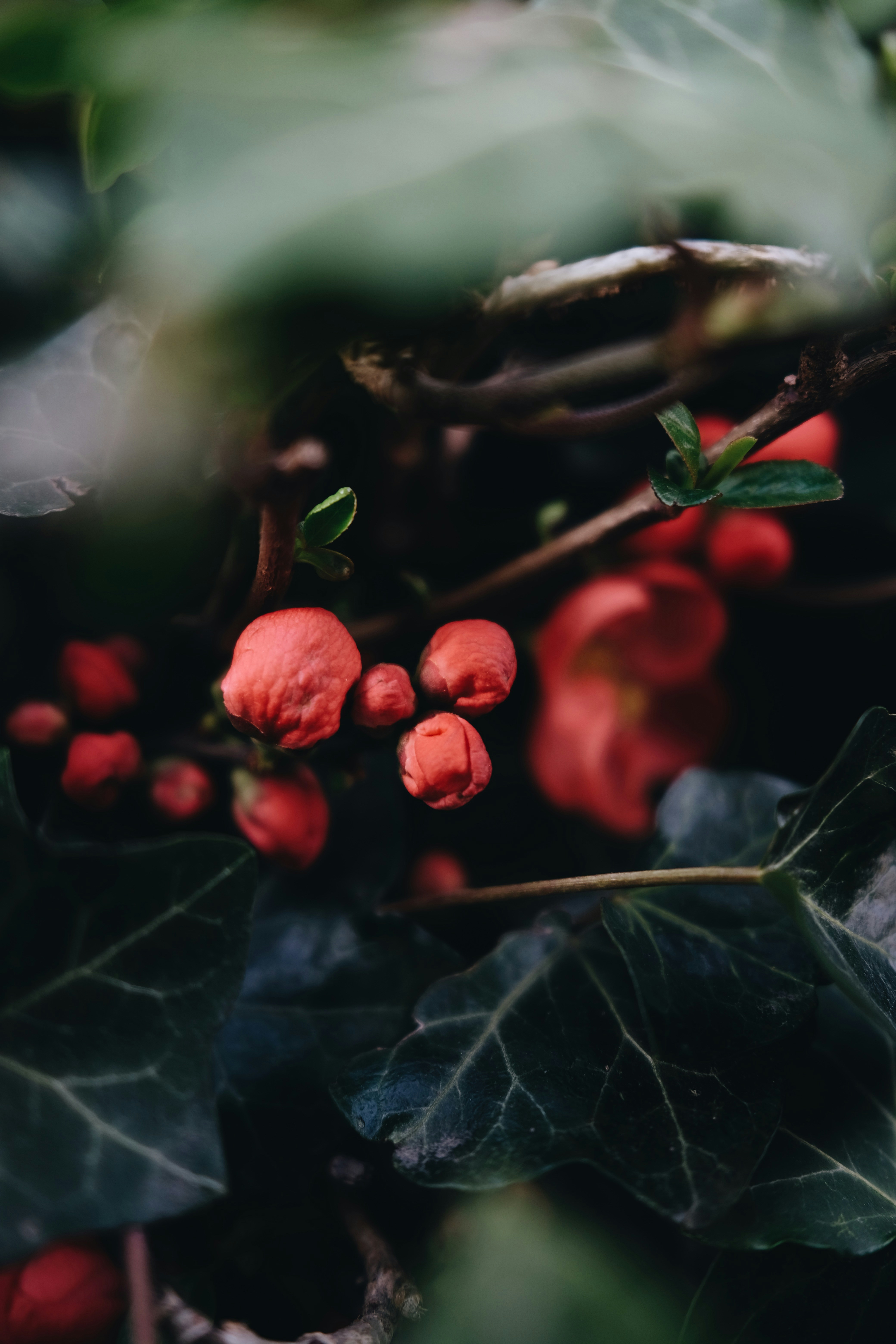 Red flower buds surrounded by dark green leaves