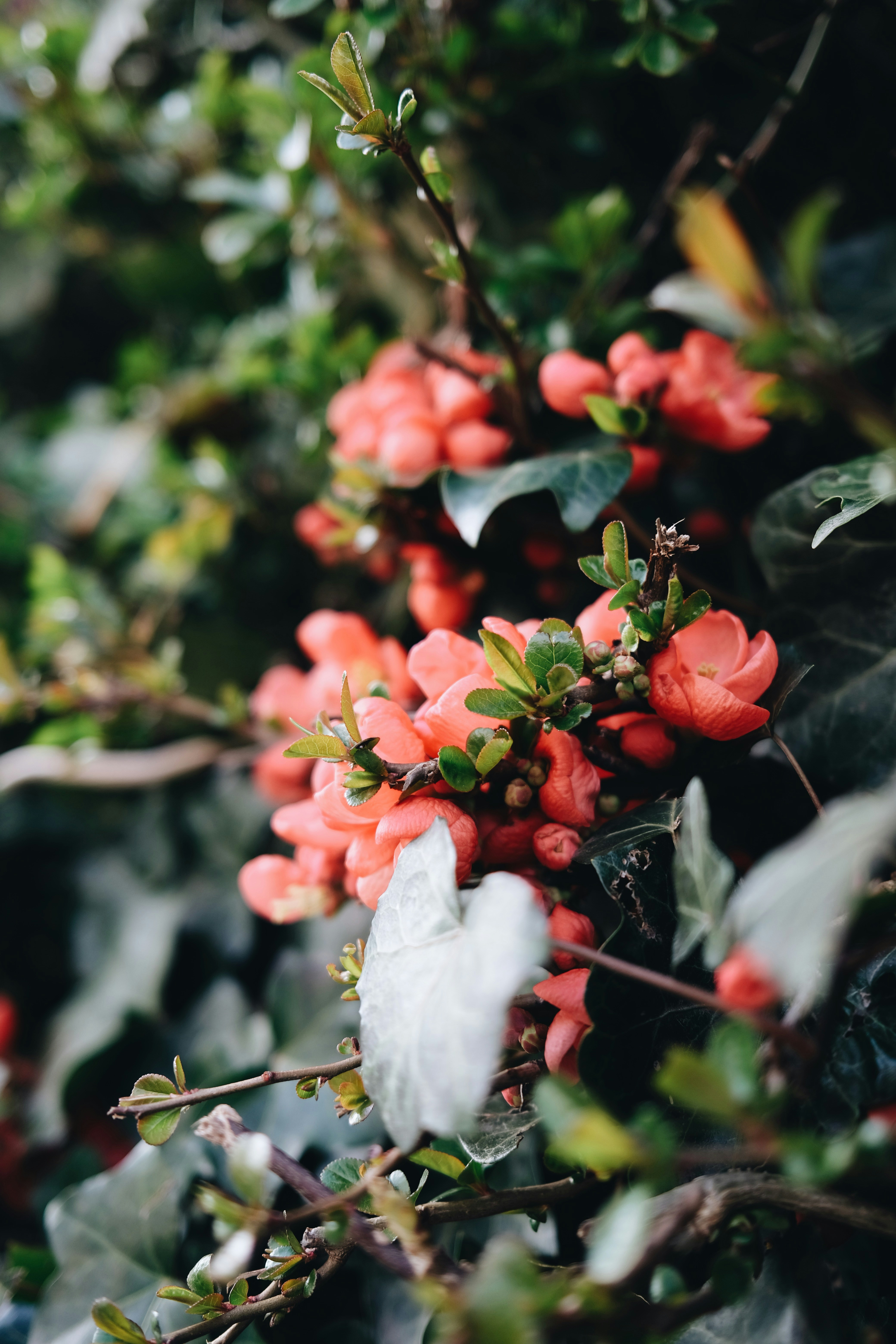 Close-up of coral-colored flowers on a bush.