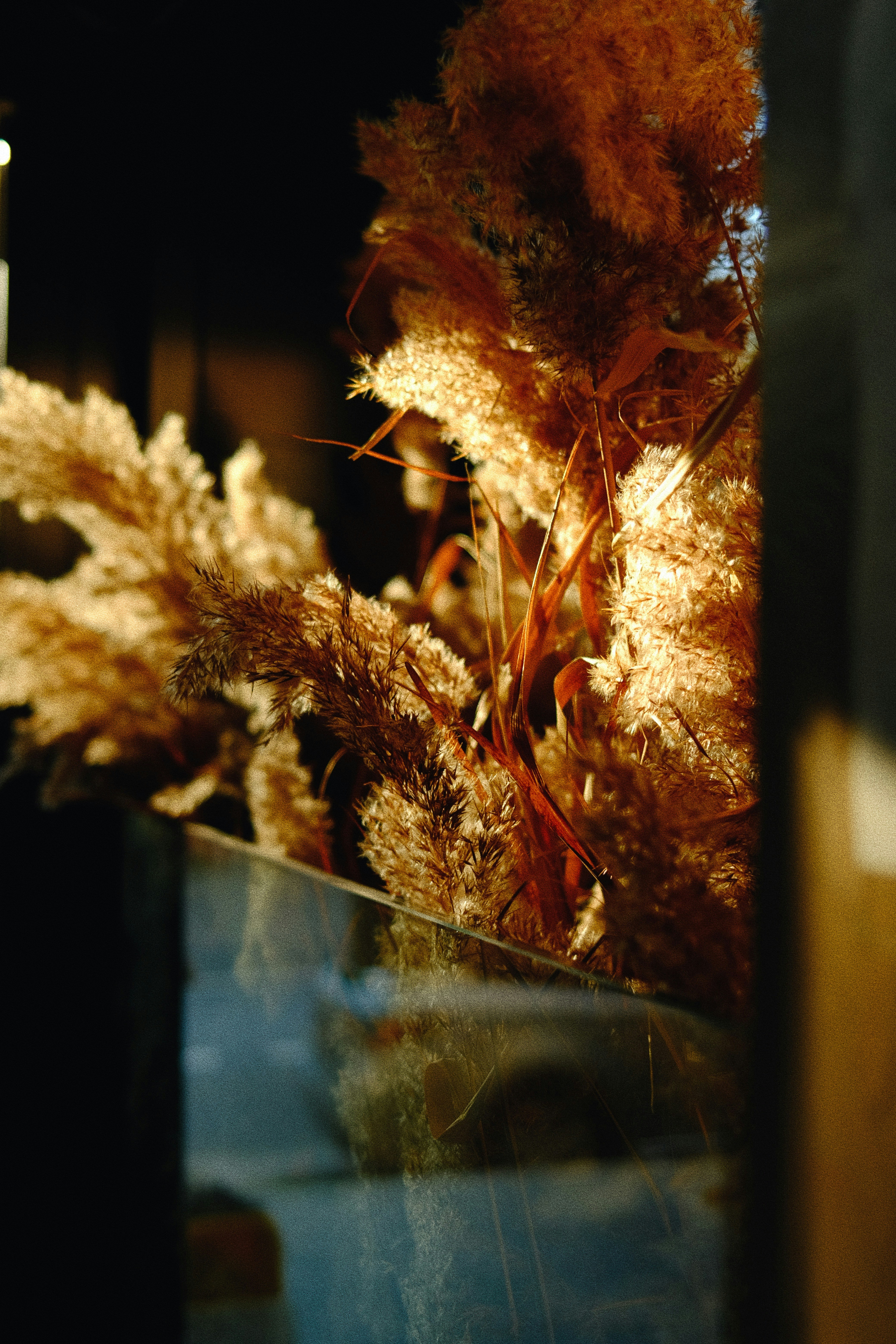 Dried pampas grass illuminated by warm sunlight.