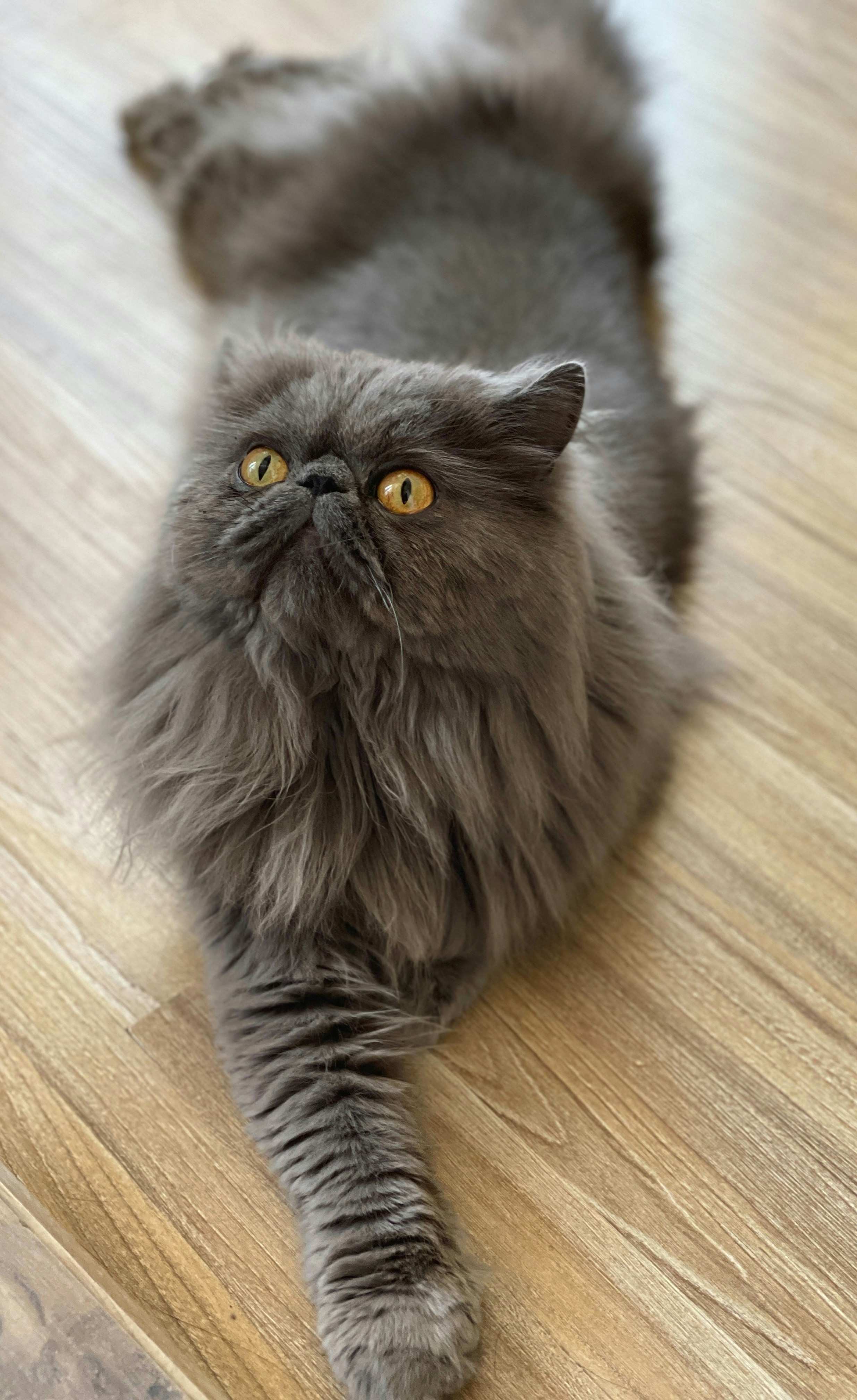 Photo by farzadfattahi