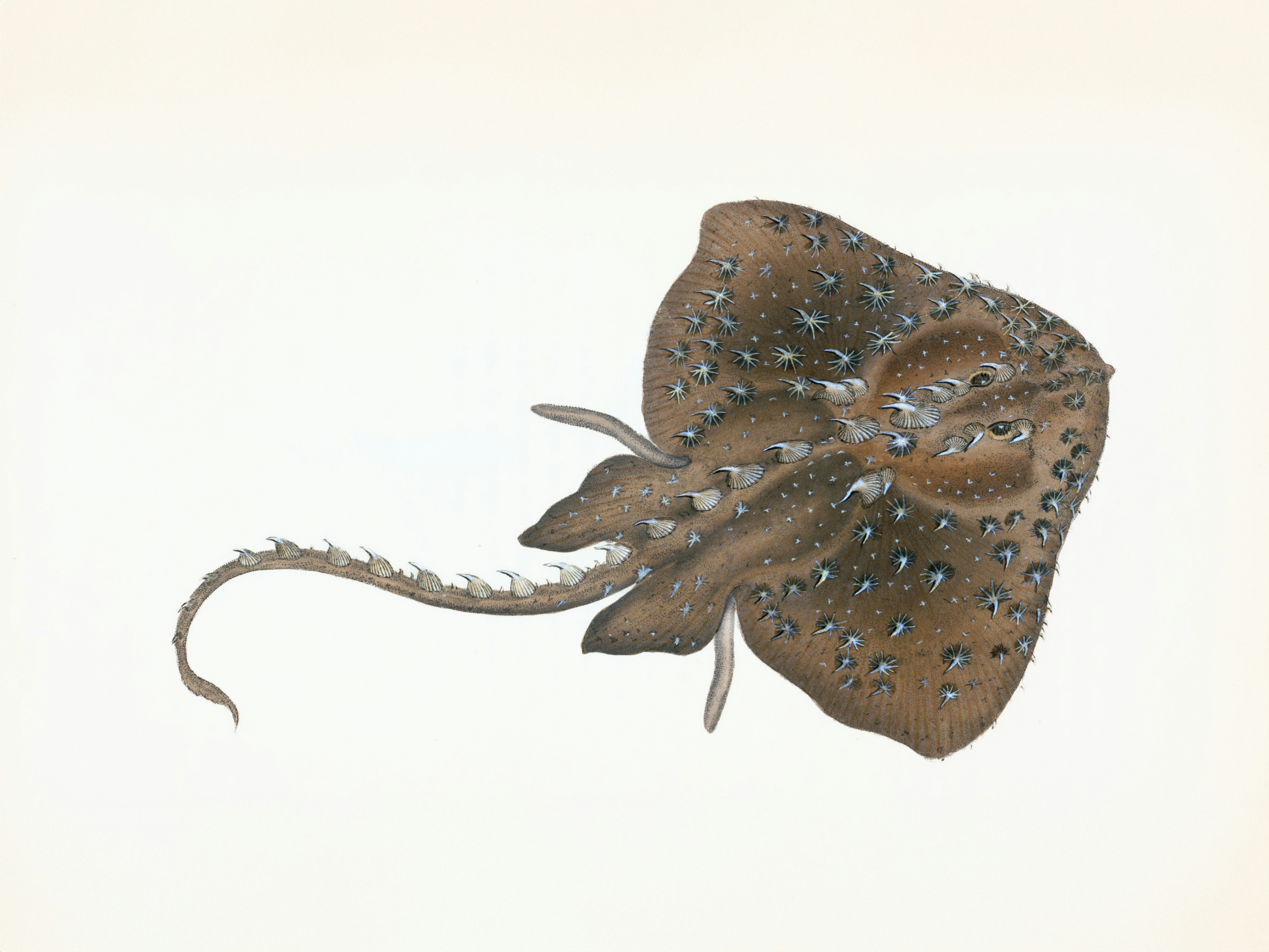 LinkedIn background for Biologists — photo by The New York Public Library