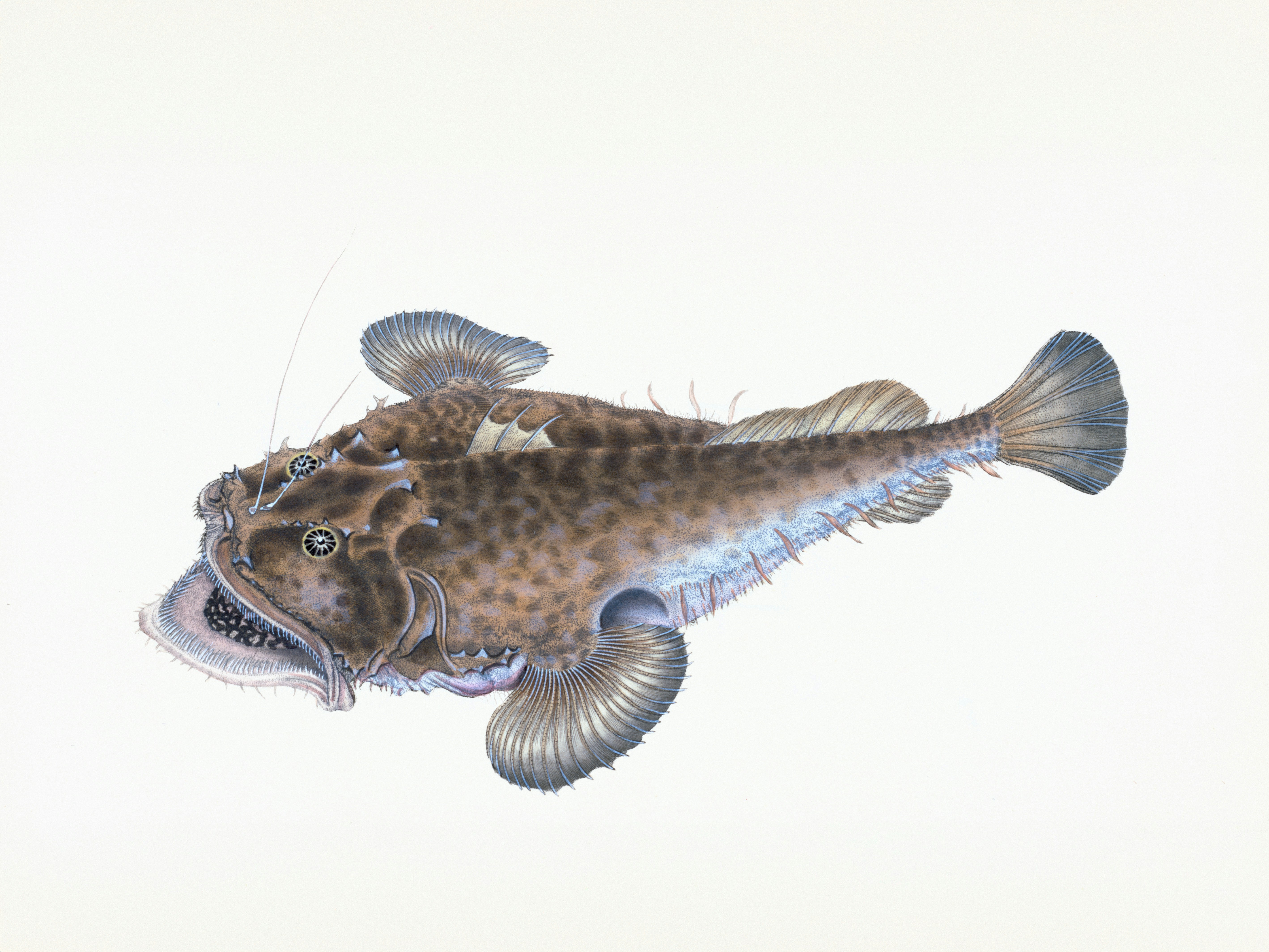 A spotted anglerfish with large fins and mouth