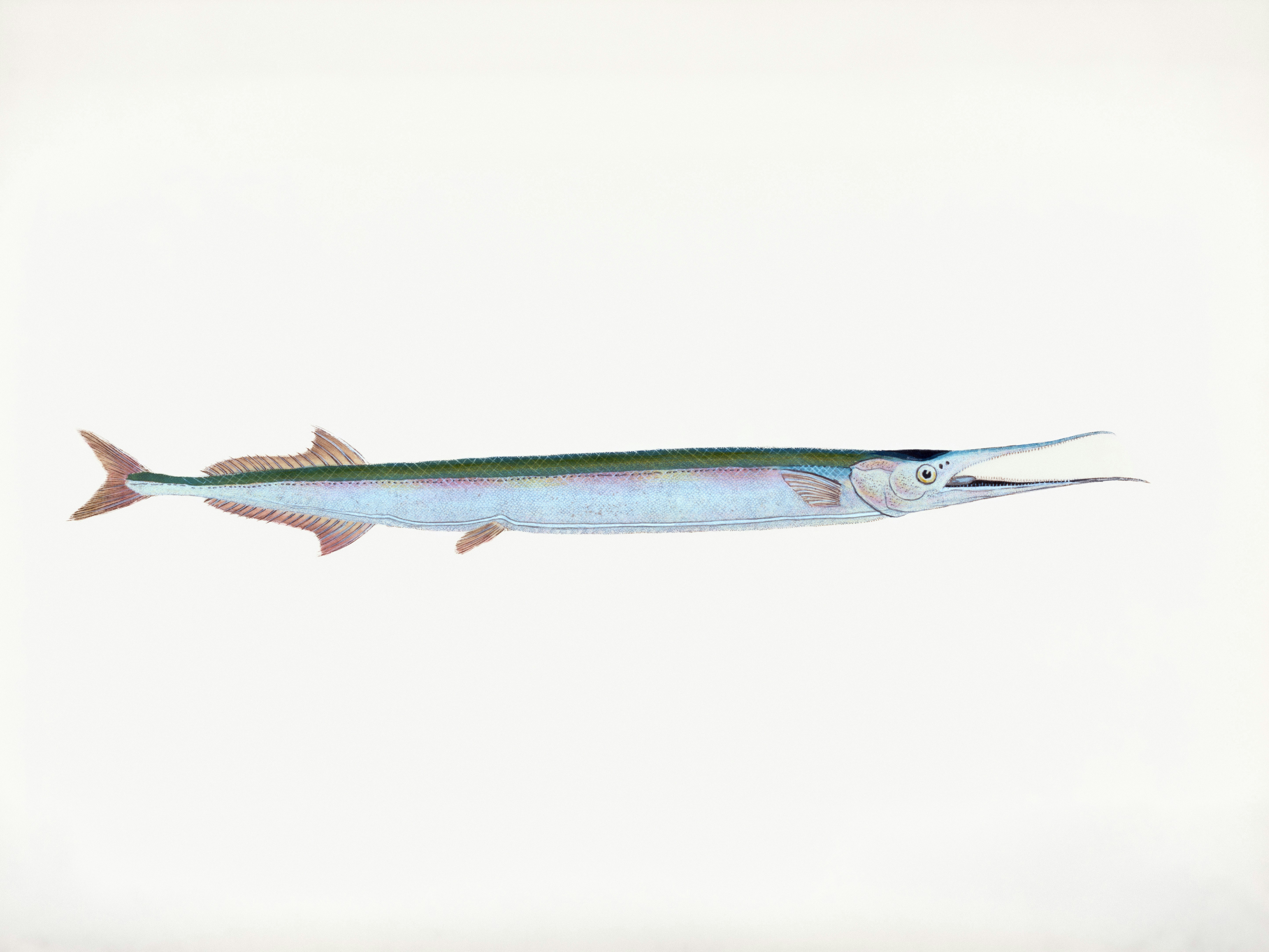 A long, slender fish with a pointed snout. photo – Free Animal Image on ...