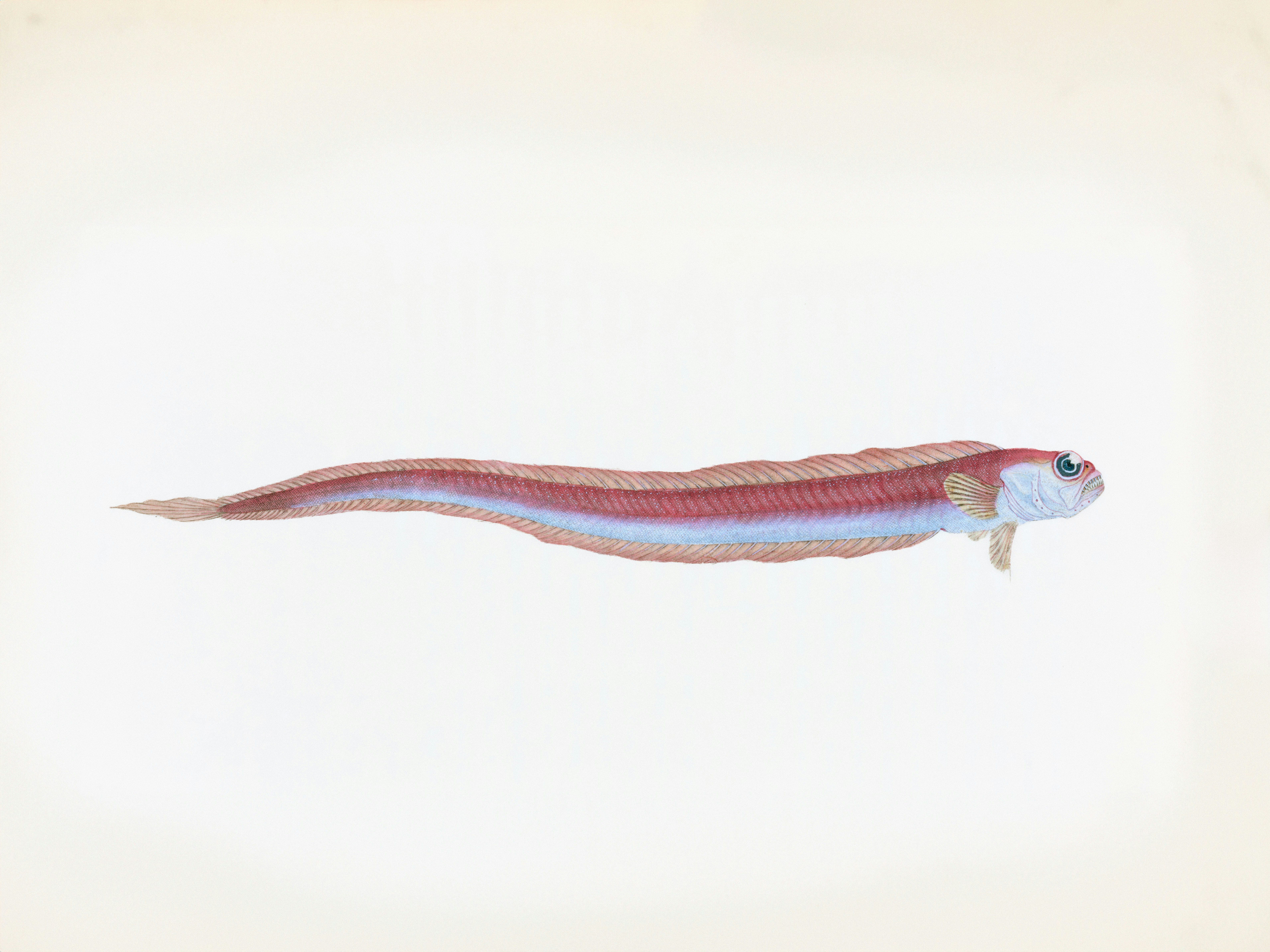 LinkedIn background for Biologists — photo by The New York Public Library