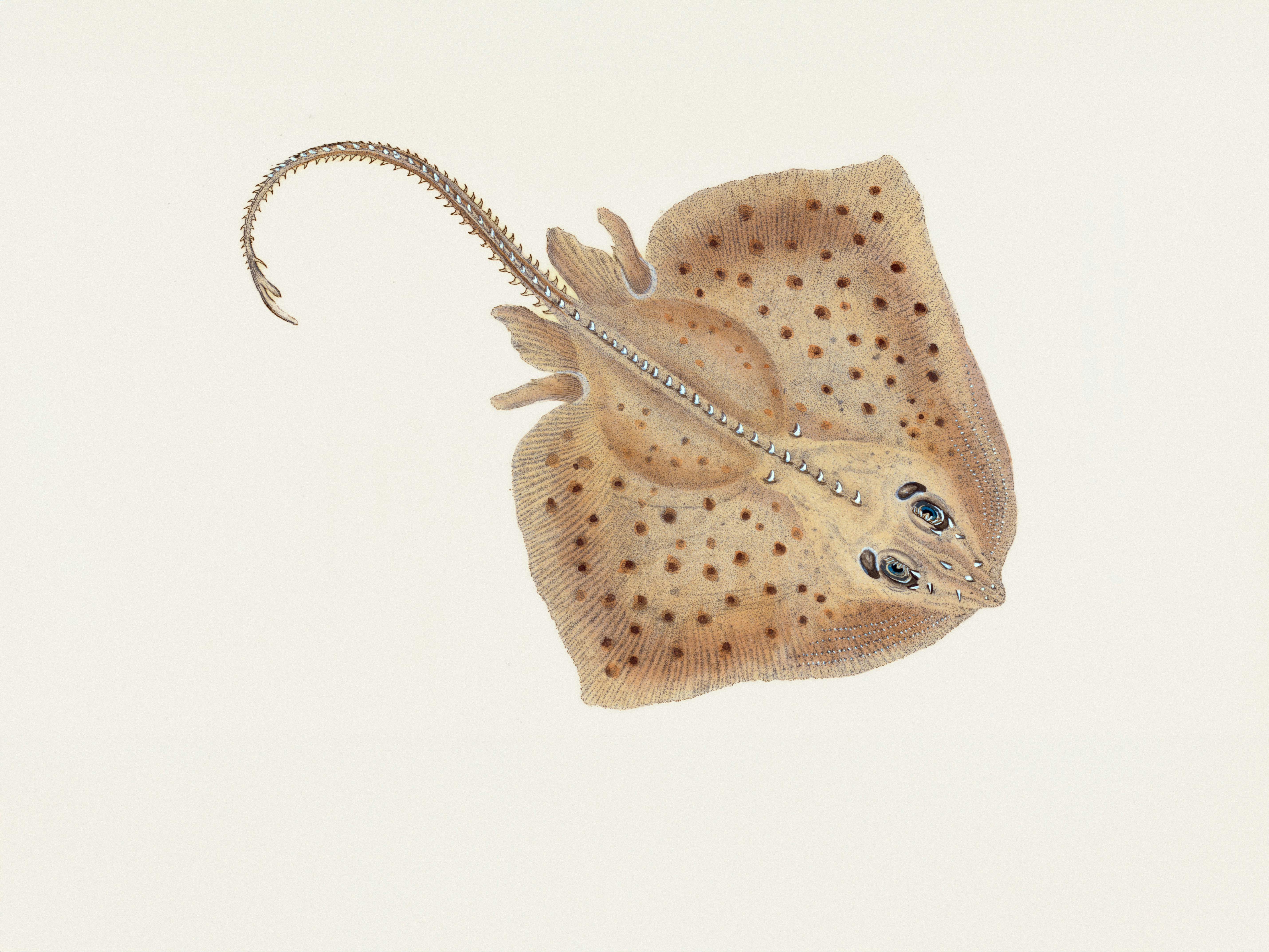 Anatomy of a Land-Walking Fish: Pectoral Fins as Limbs - mudskippers walk on land