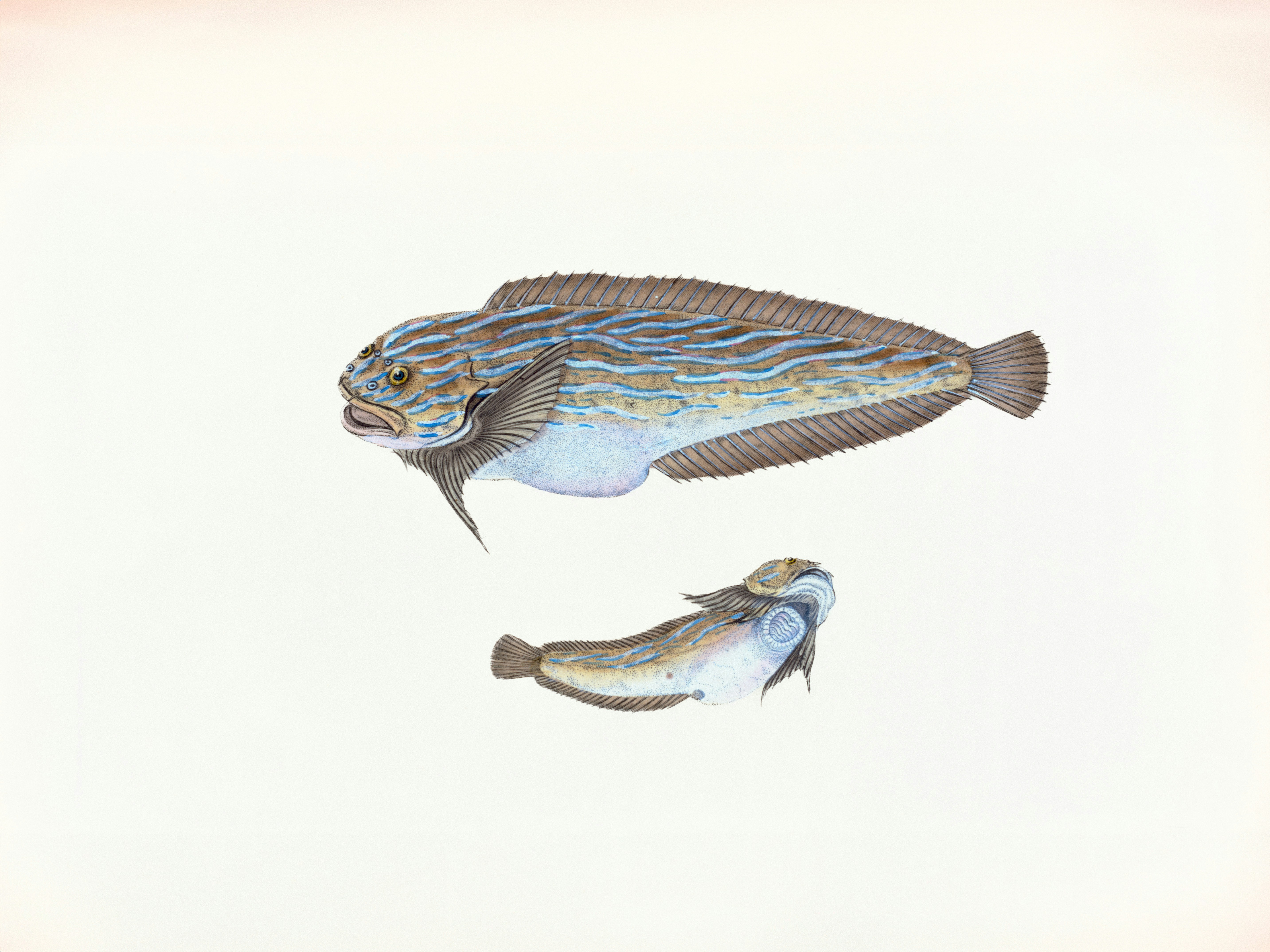 Two fish with patterned bodies on a white background