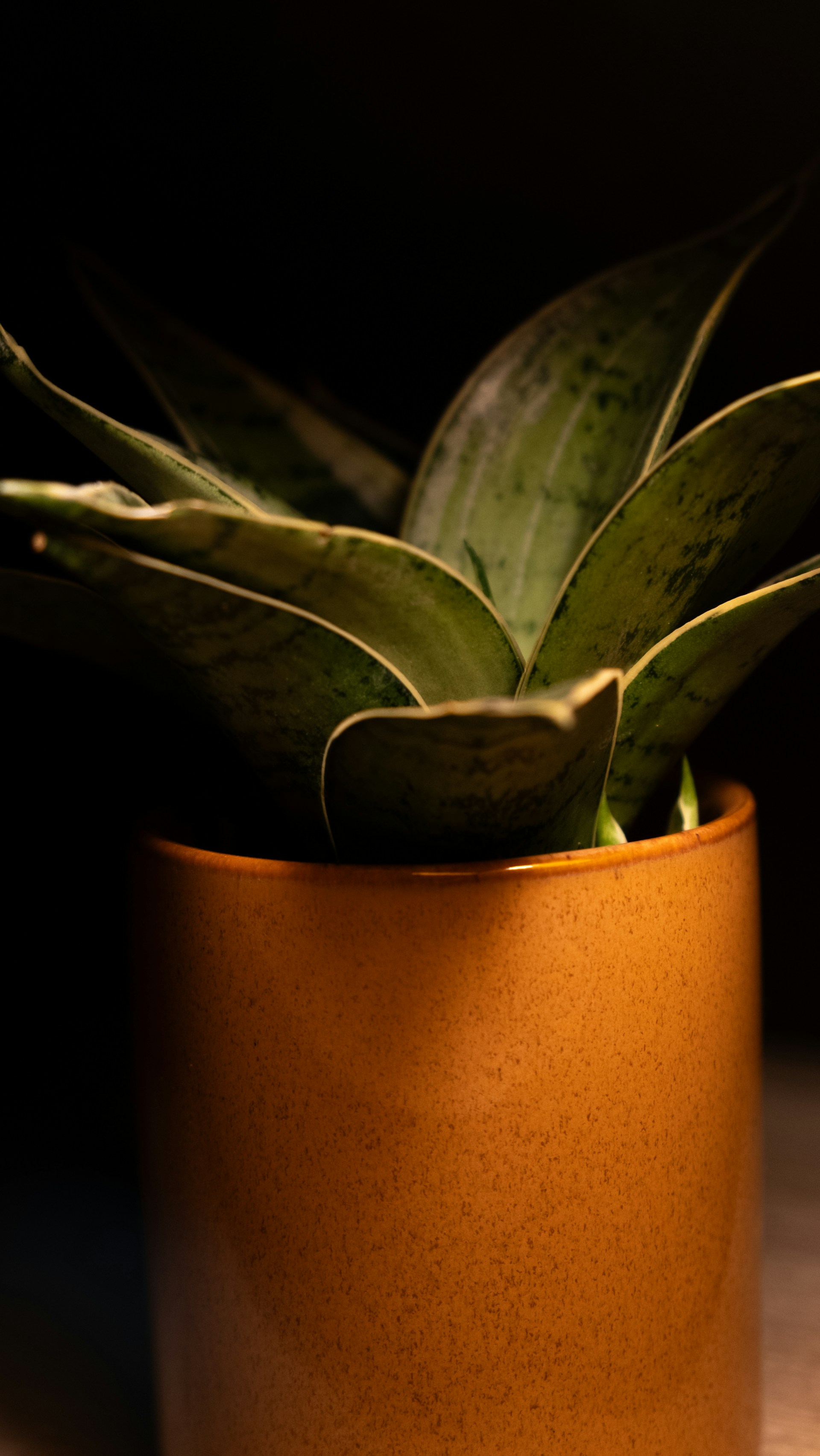 A snake plant in a brown ceramic pot