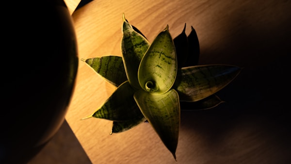 LOWYA ロウヤ ローデスク 伸縮タイプ