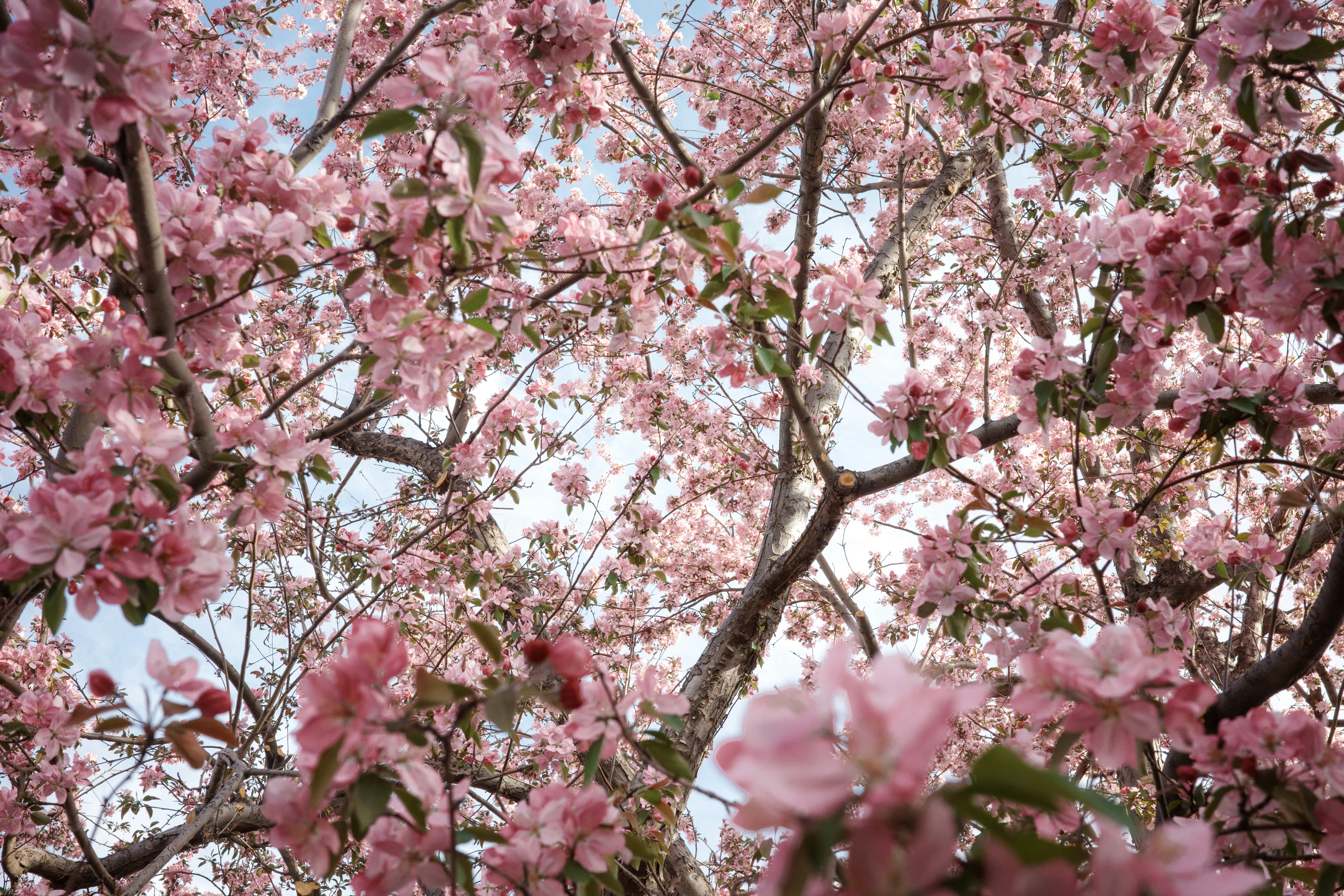 Pink cherry blossoms on tree branches in spring. photo – Free Flowers Image  on Unsplash, image size:3000x2000