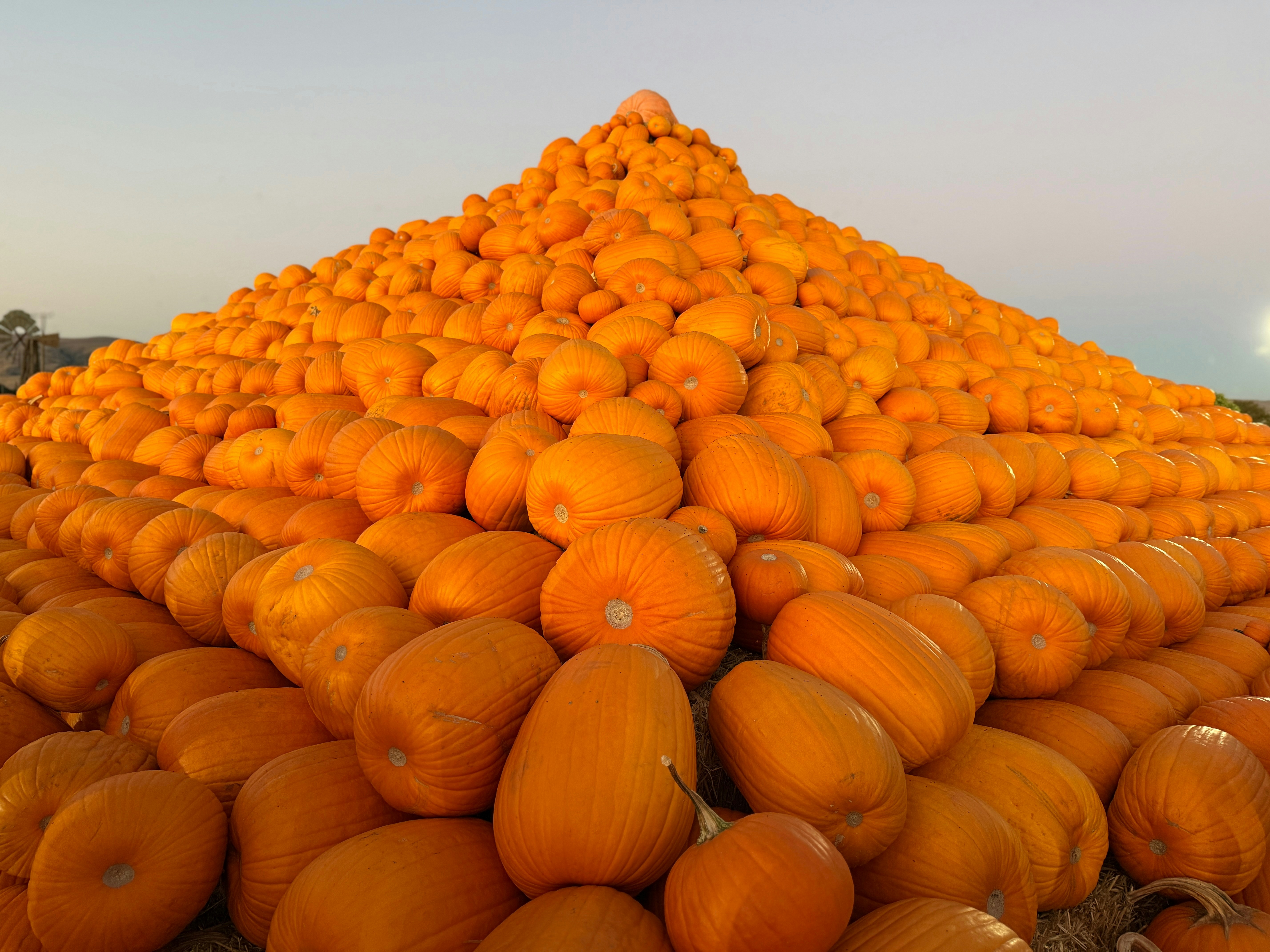 Pumpkins