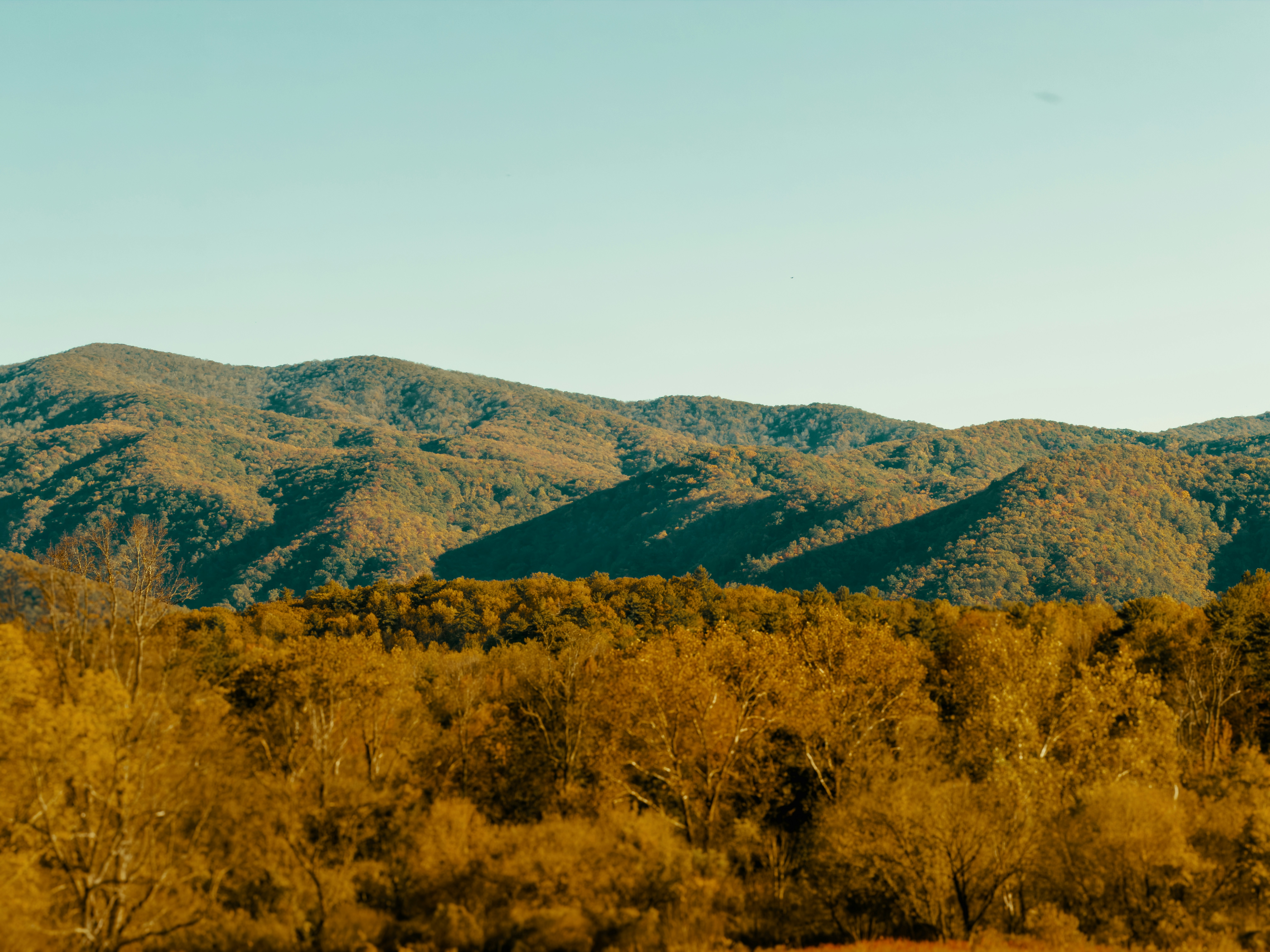 Golden forest with rolling hills under clear sky