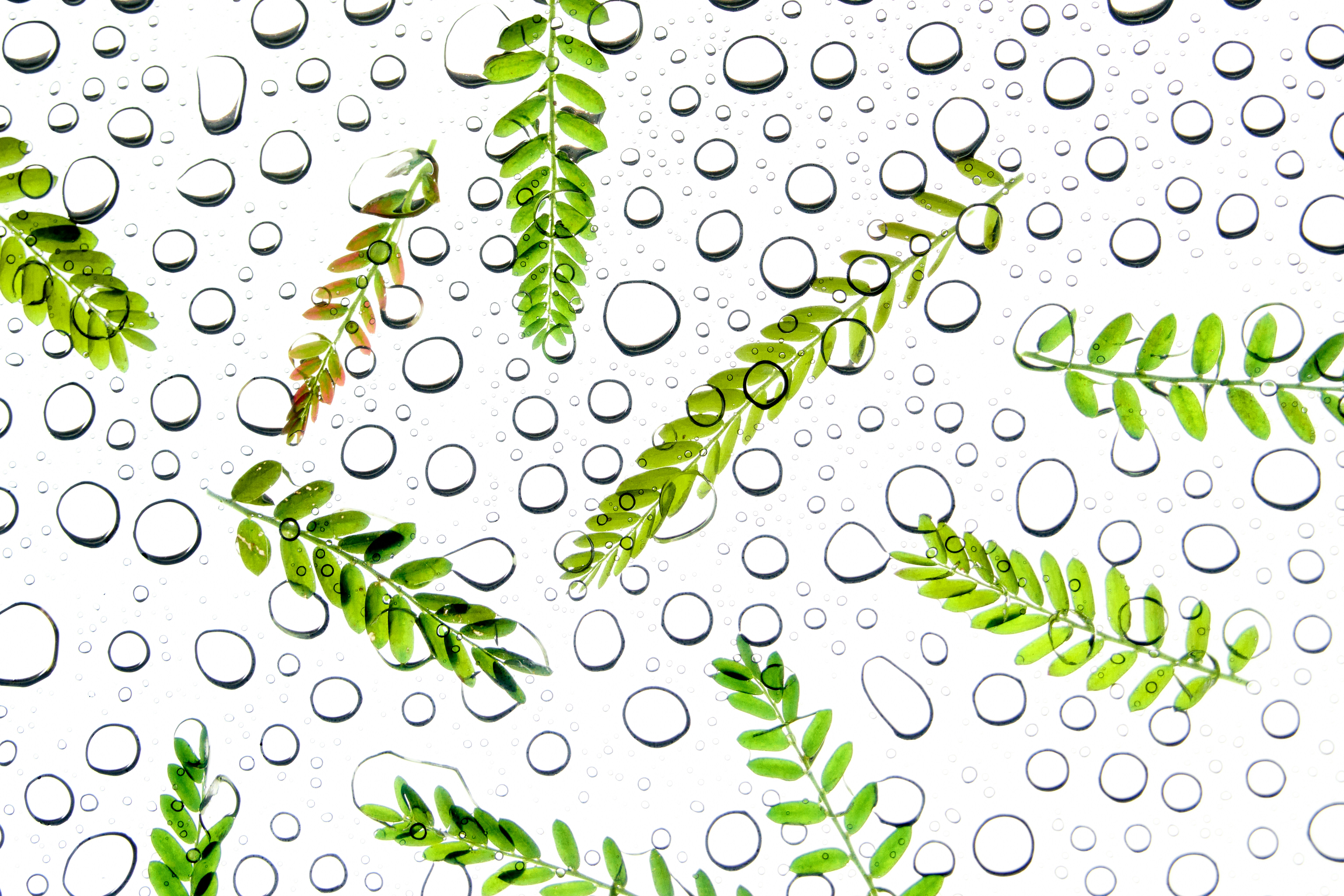 Green fern leaves with water droplets on white