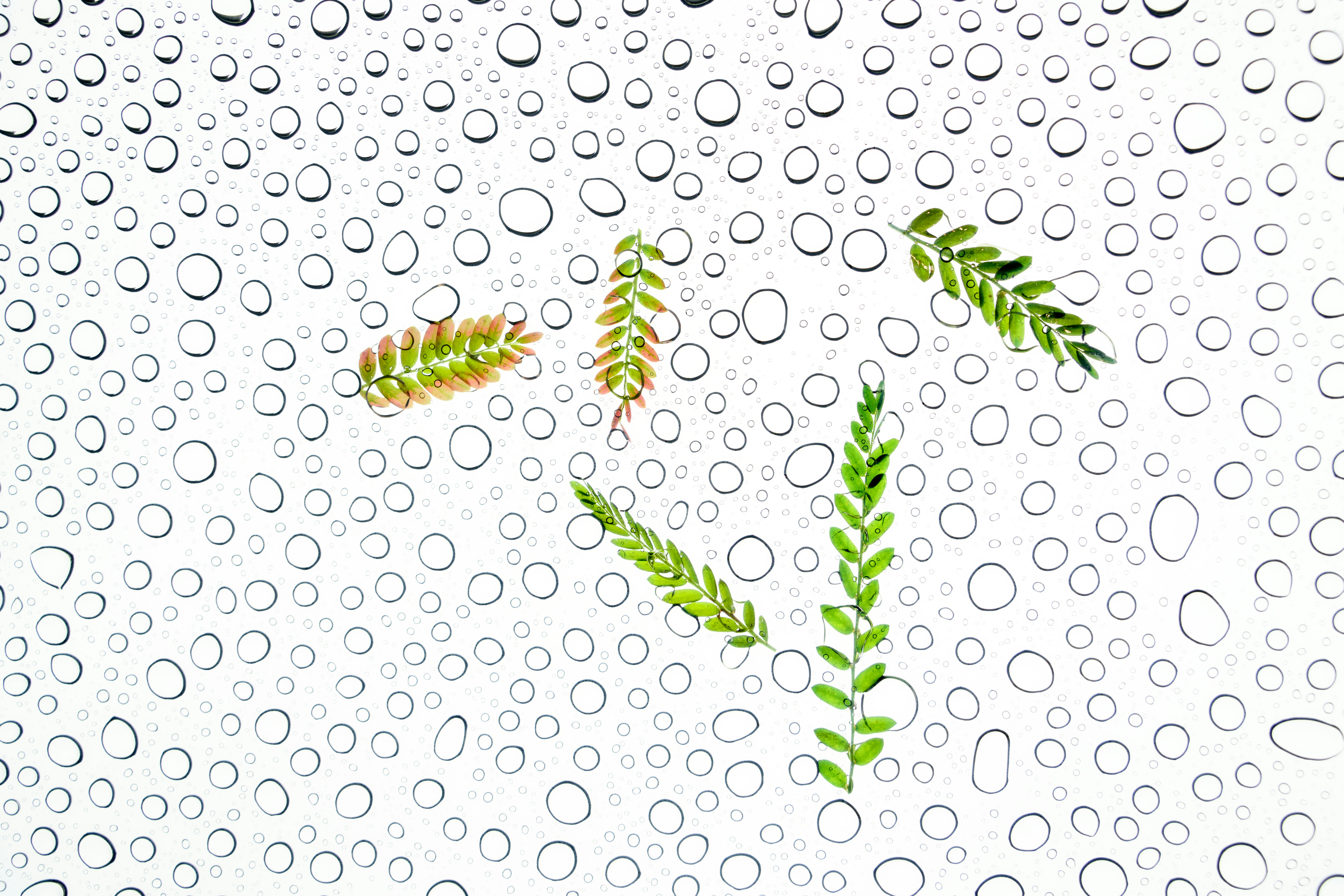 Green leaves on a wet surface