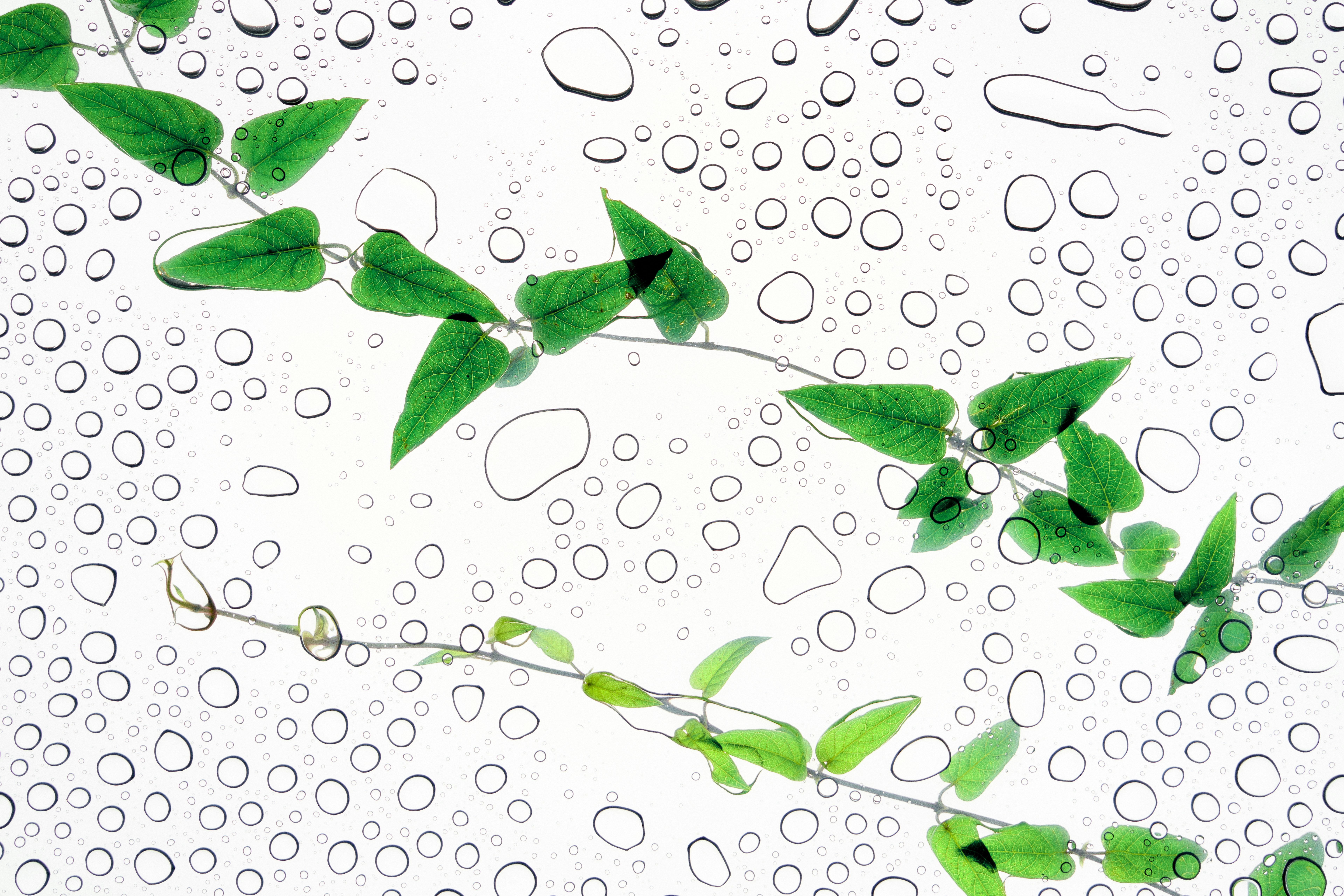 Green vine with leaves on a water droplet background