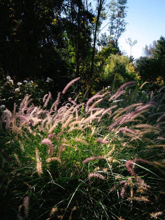 Roze siergrassen wuivend in een zomertuin in volle bloei