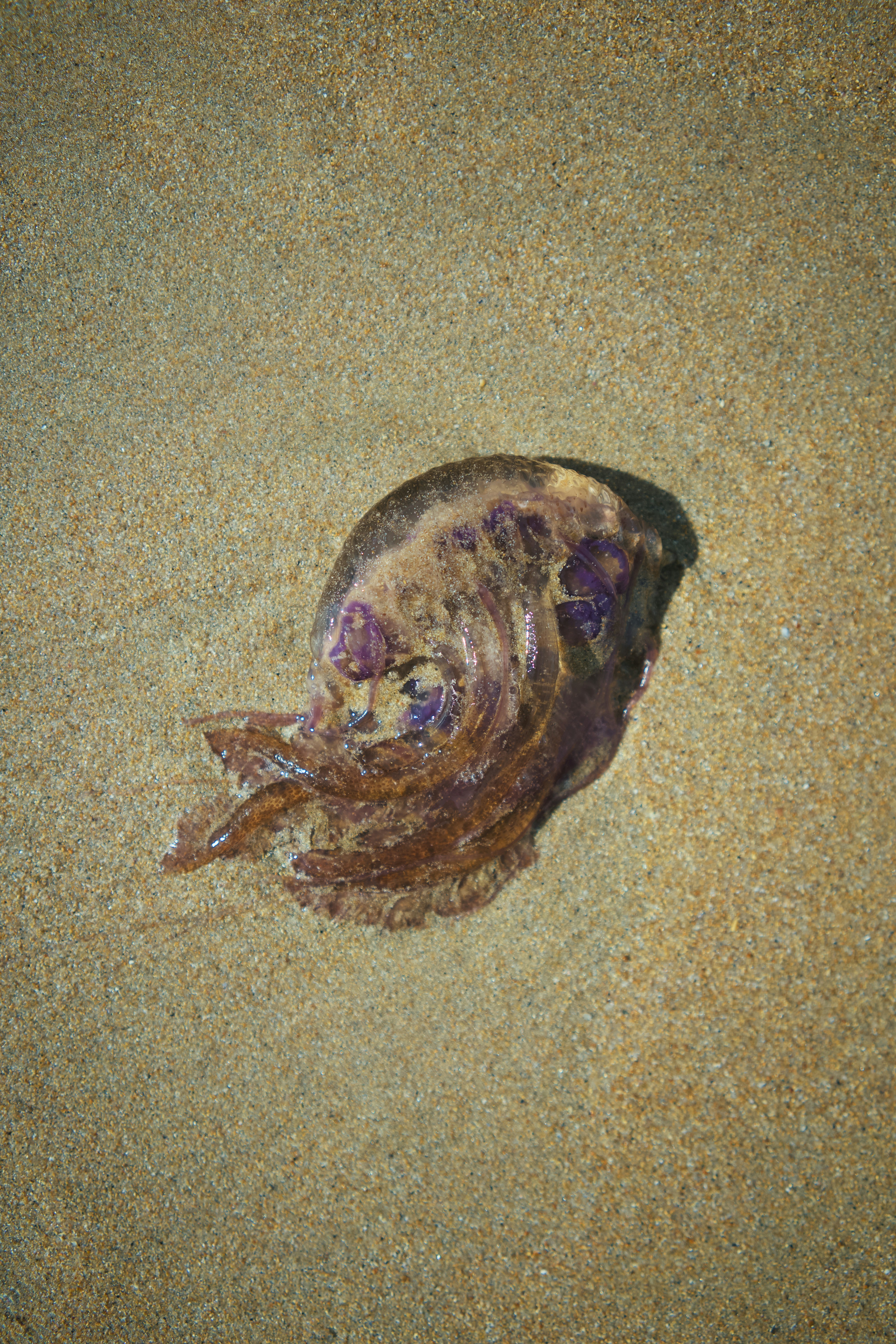 A jellyfish washed ashore on sandy beach.