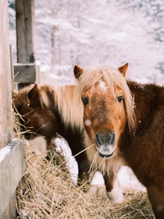 Two horses eating hay in the snow
