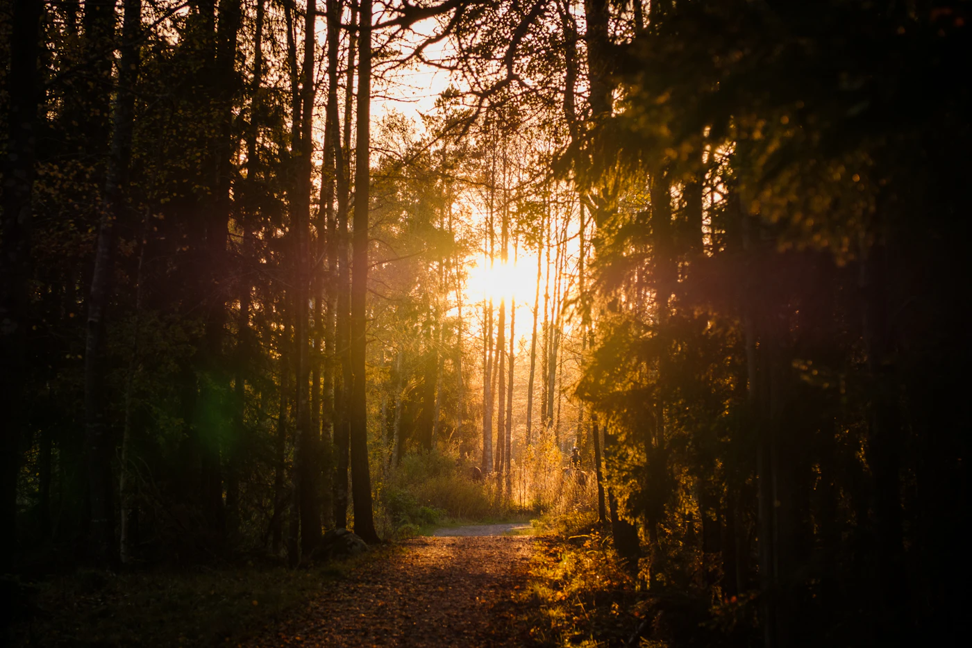 Sonnenlicht auf einem Waldweg als Symbol für 100 Tage rauchfrei und stabile nächste Schritte
