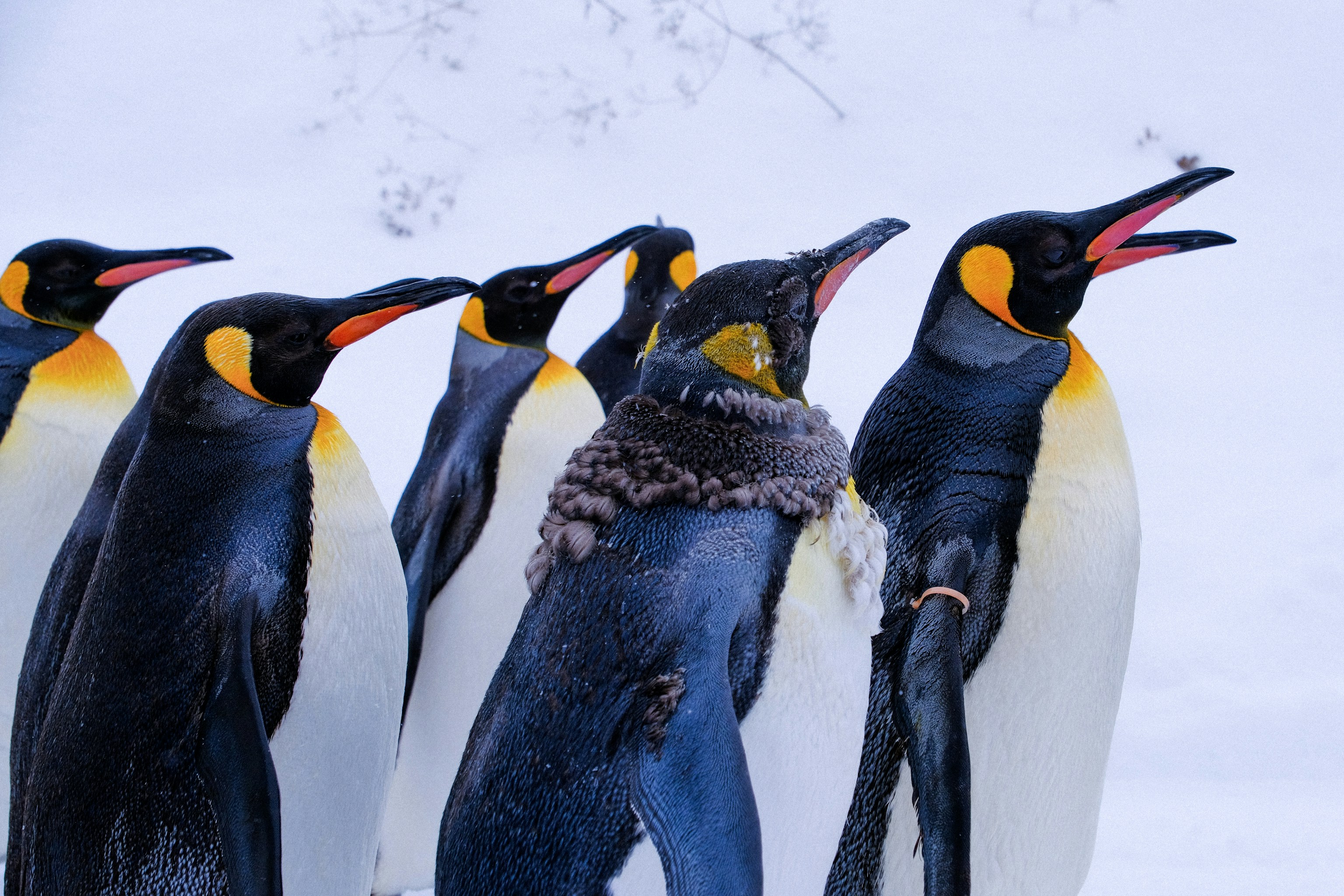 A group of king penguins in the snow